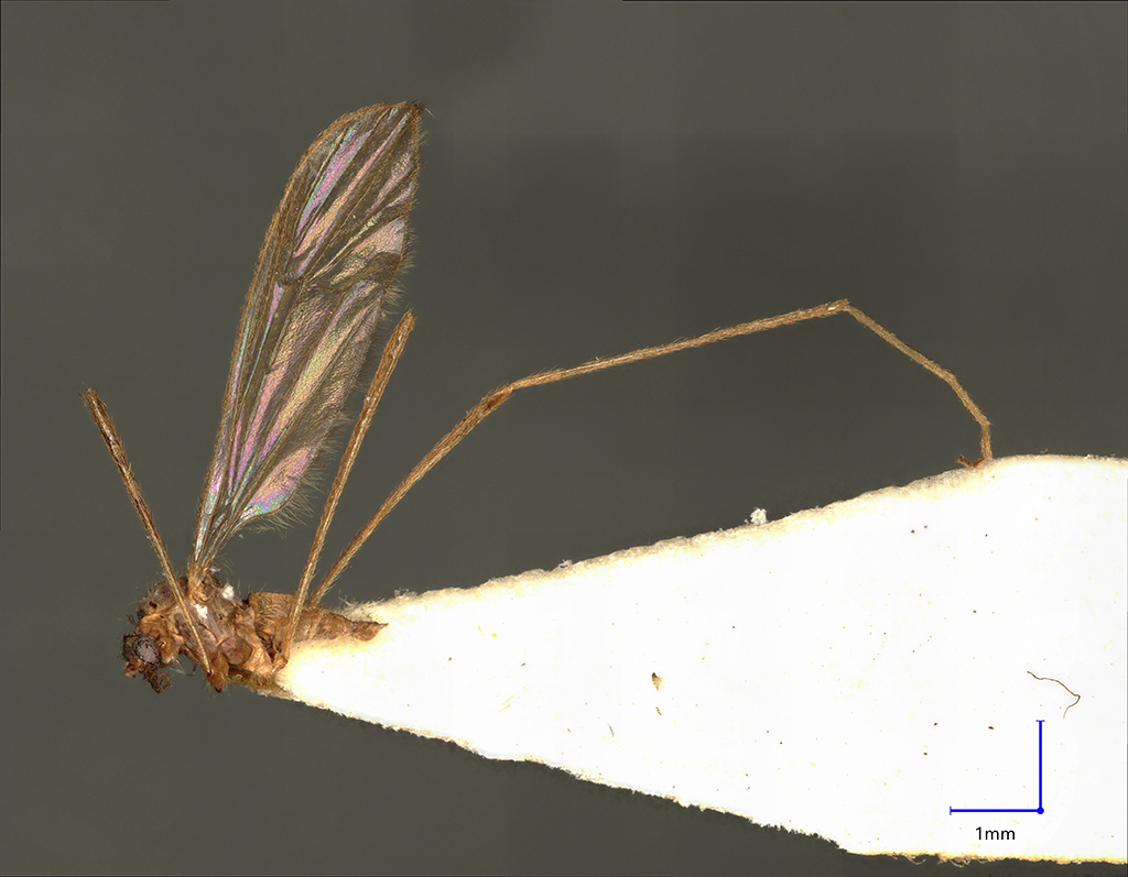 Náhledový obrázek Ormosia pirinensis - 1