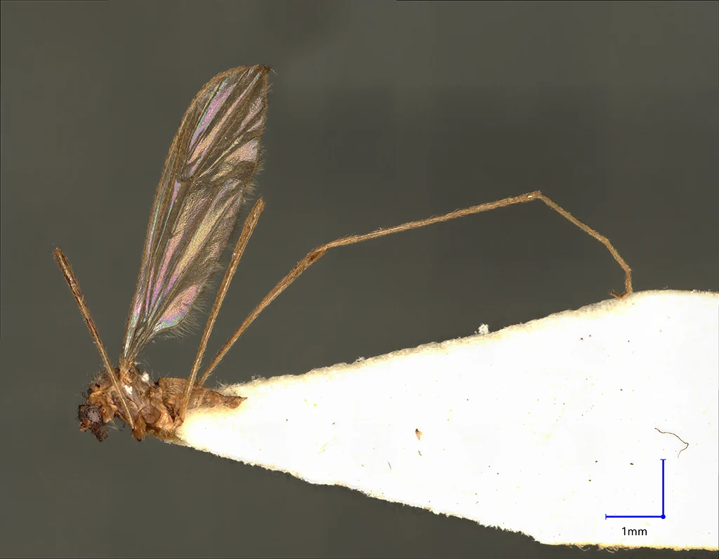 Náhledový obrázek předmětu Ormosia pirinensis