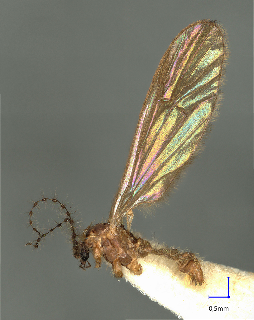 Náhledový obrázek Ormosia pirinensis - 1