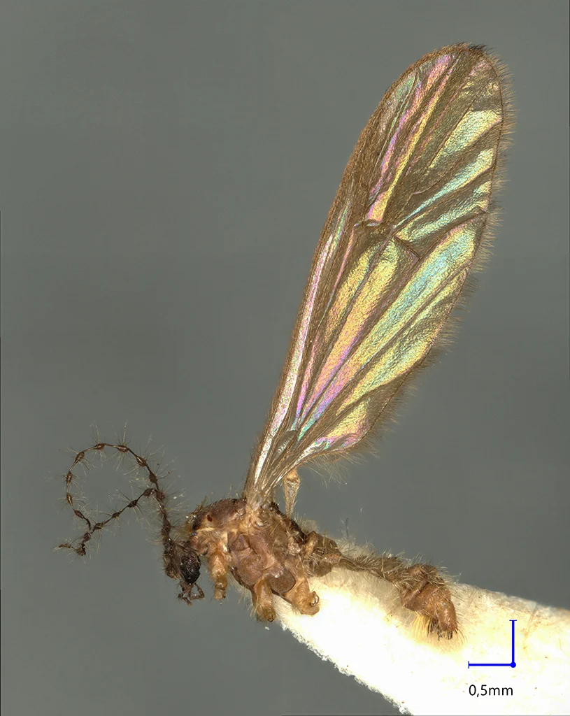 Náhledový obrázek předmětu Ormosia pirinensis