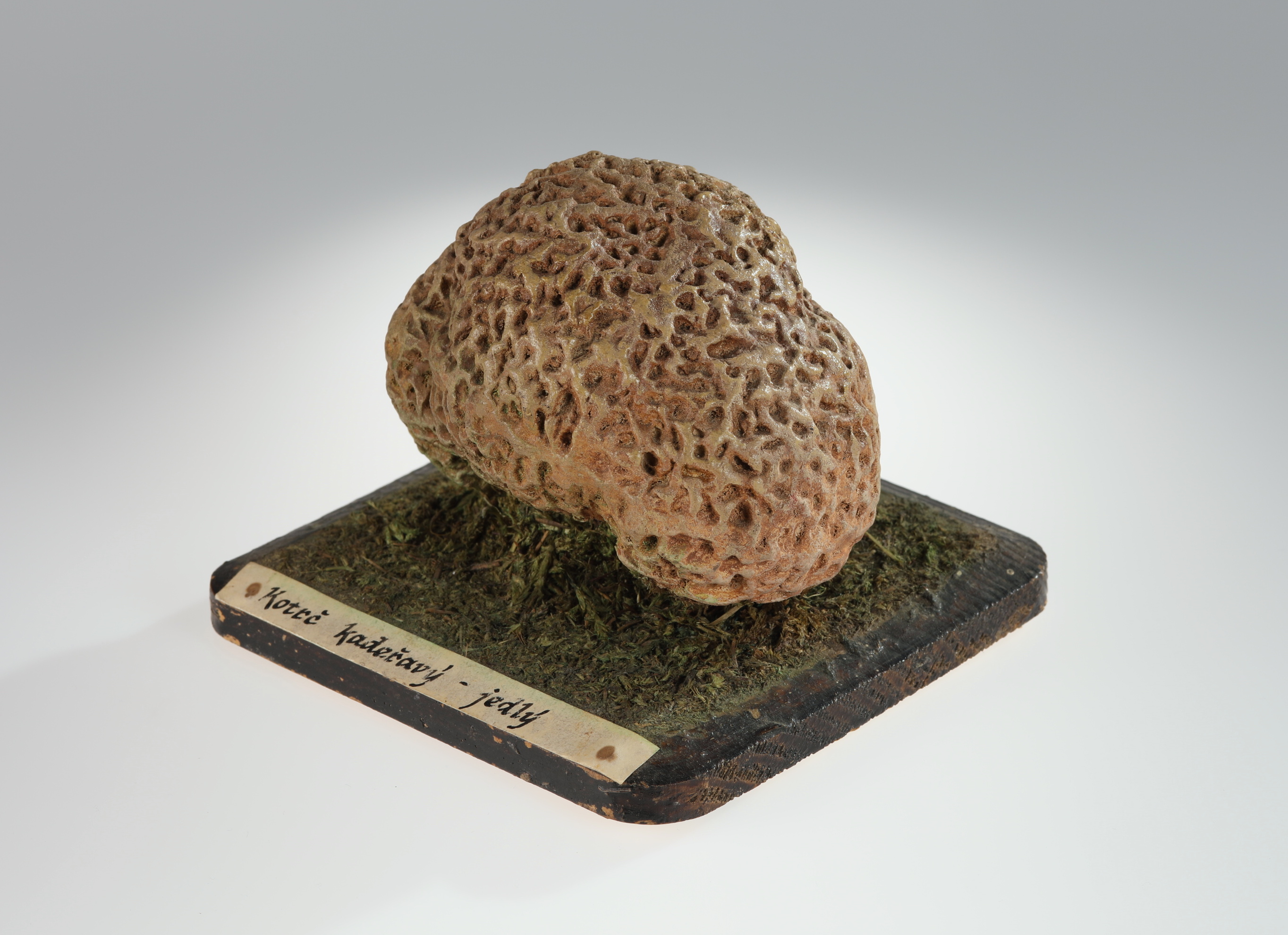Náhledový obrázek Sparassis crispa (sádrový model) - 3