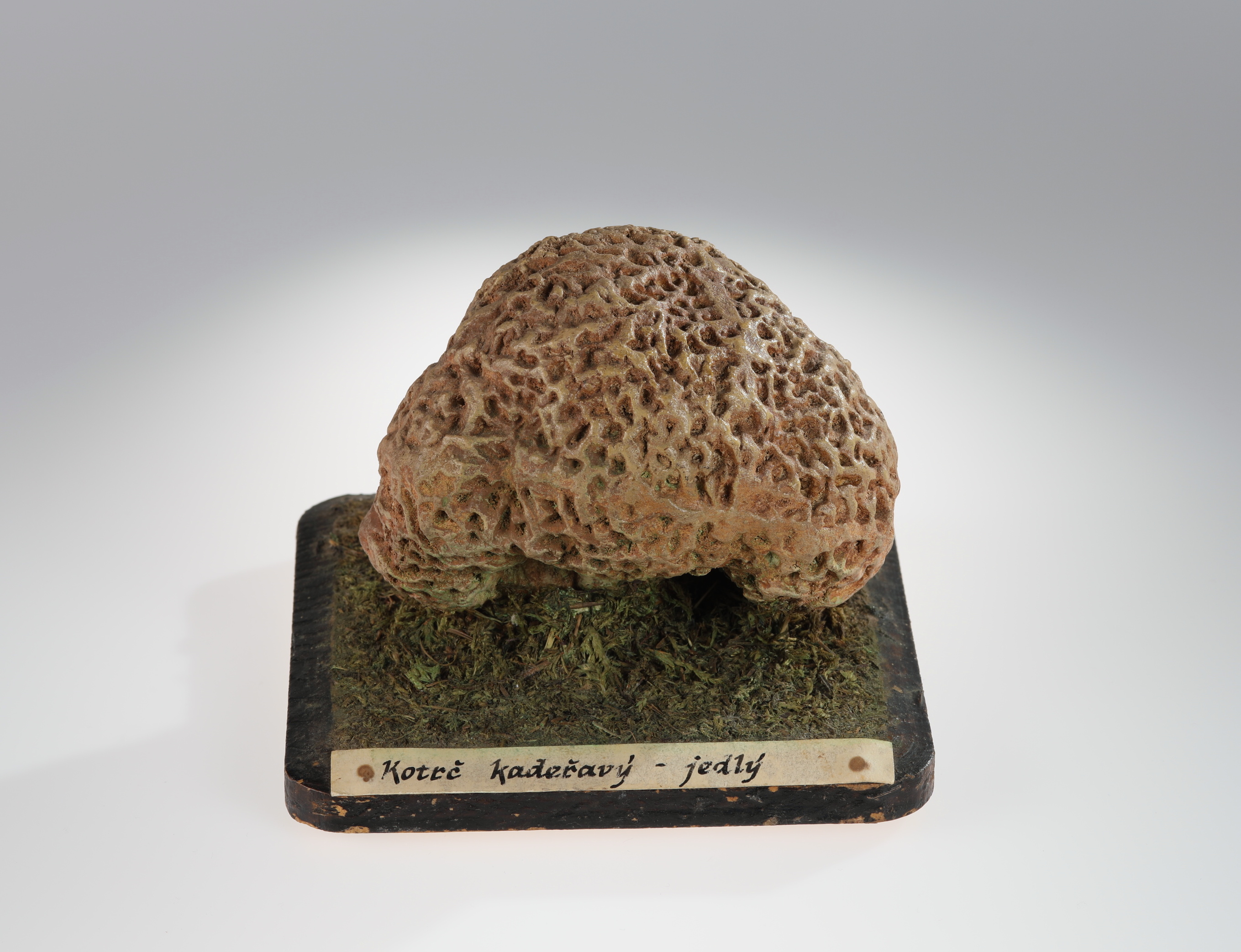 Náhledový obrázek Sparassis crispa (sádrový model) - 1