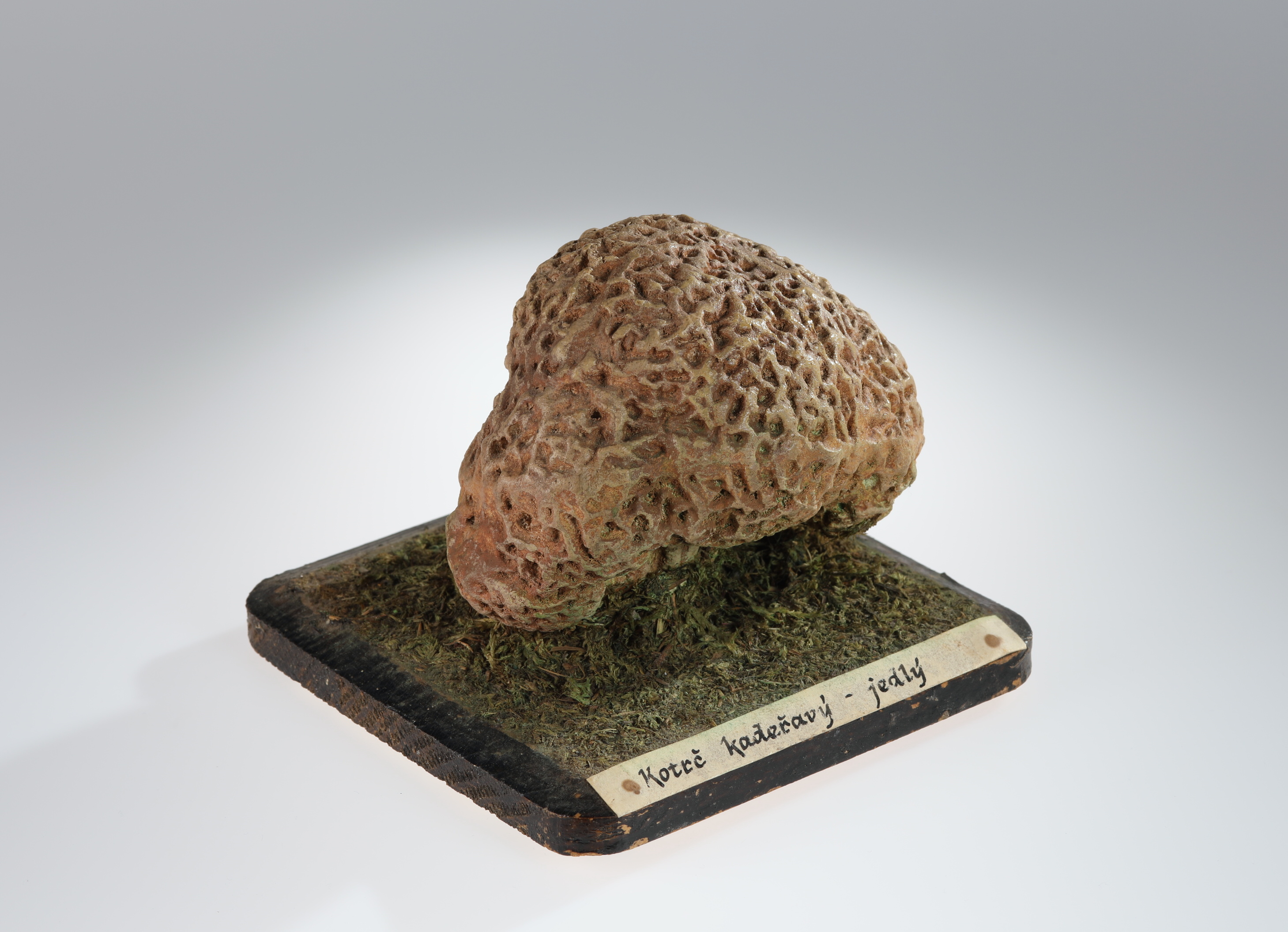 Náhledový obrázek Sparassis crispa (sádrový model) - 2
