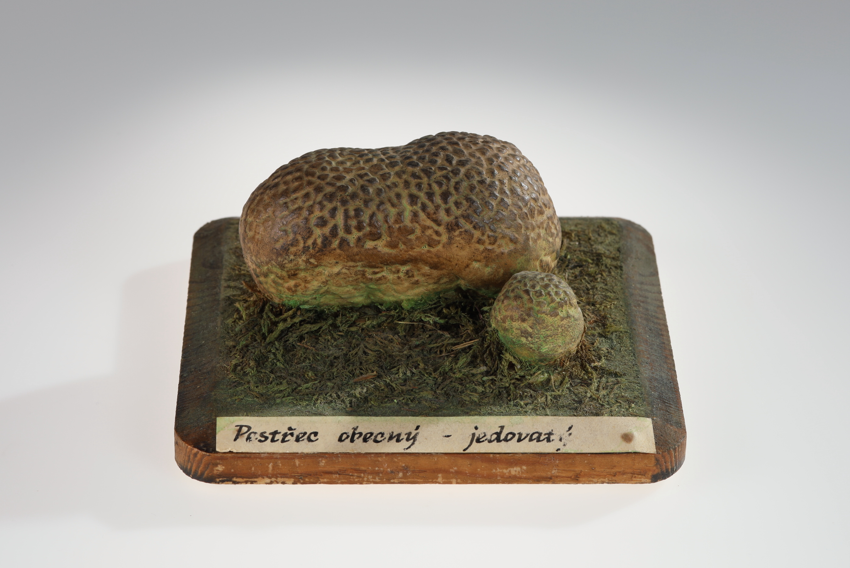 Náhledový obrázek Scleroderma citrinum (sádrový model) - 1