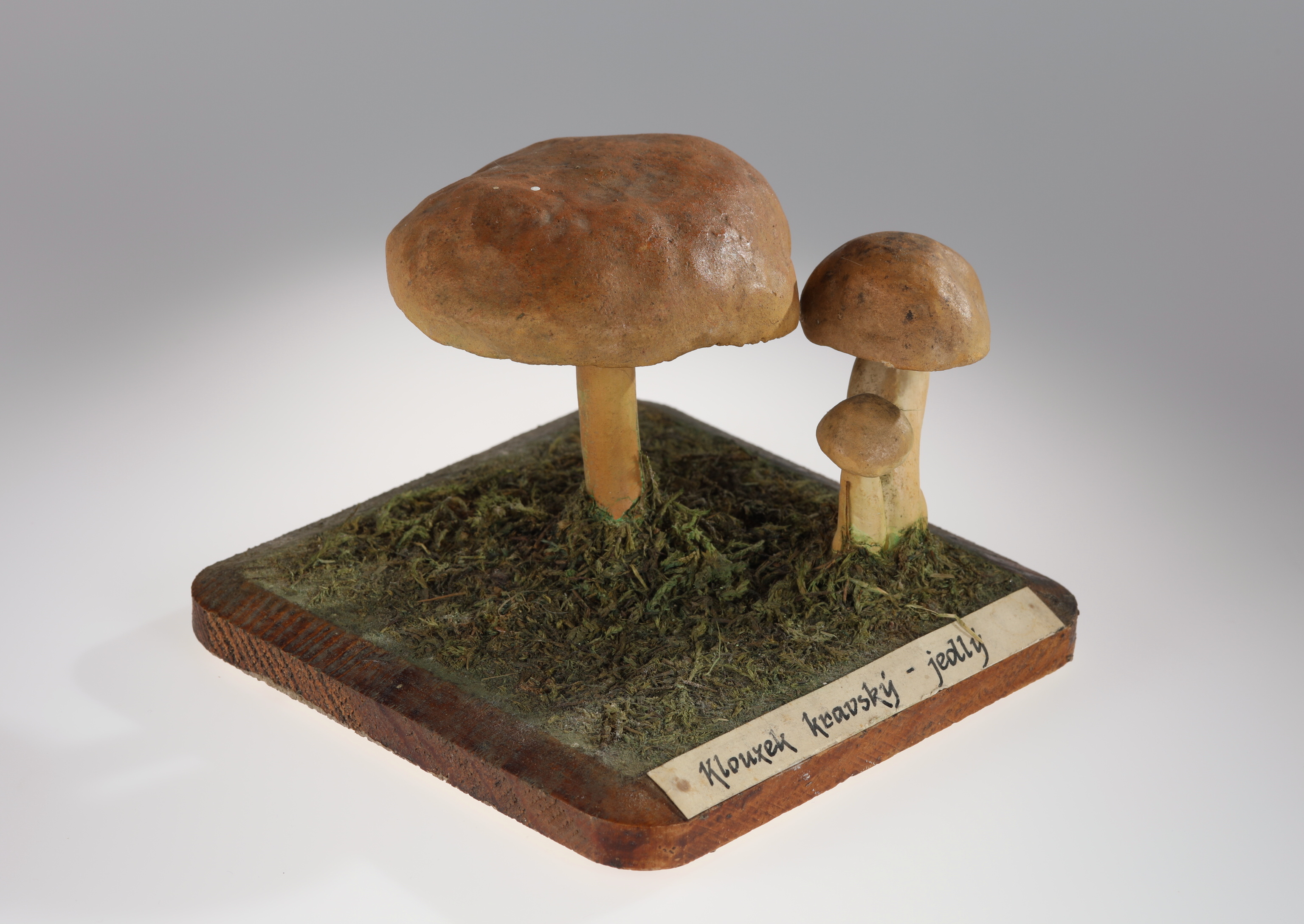Náhledový obrázek Suillus bovinus (sádrový model) - 3