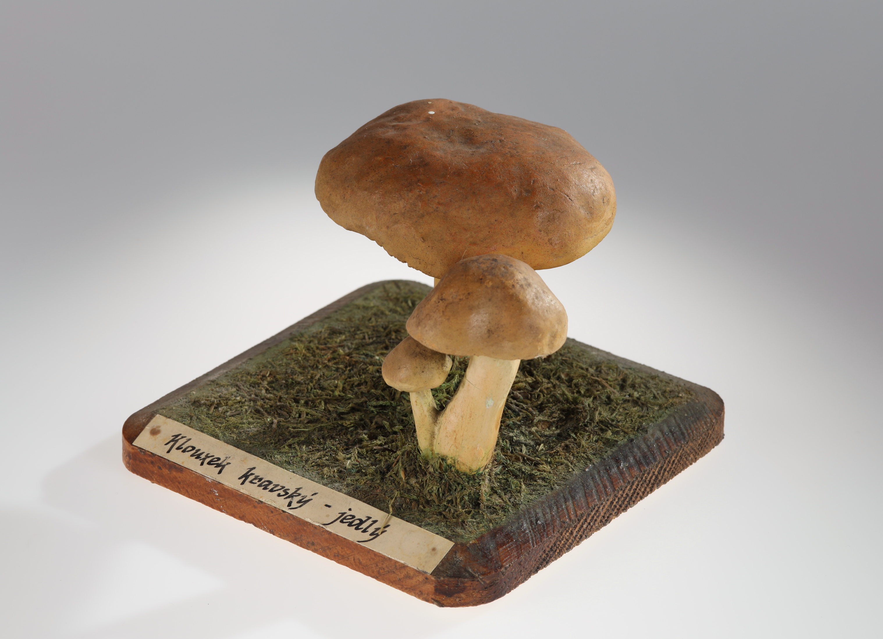 Náhledový obrázek Suillus bovinus (sádrový model) - 2
