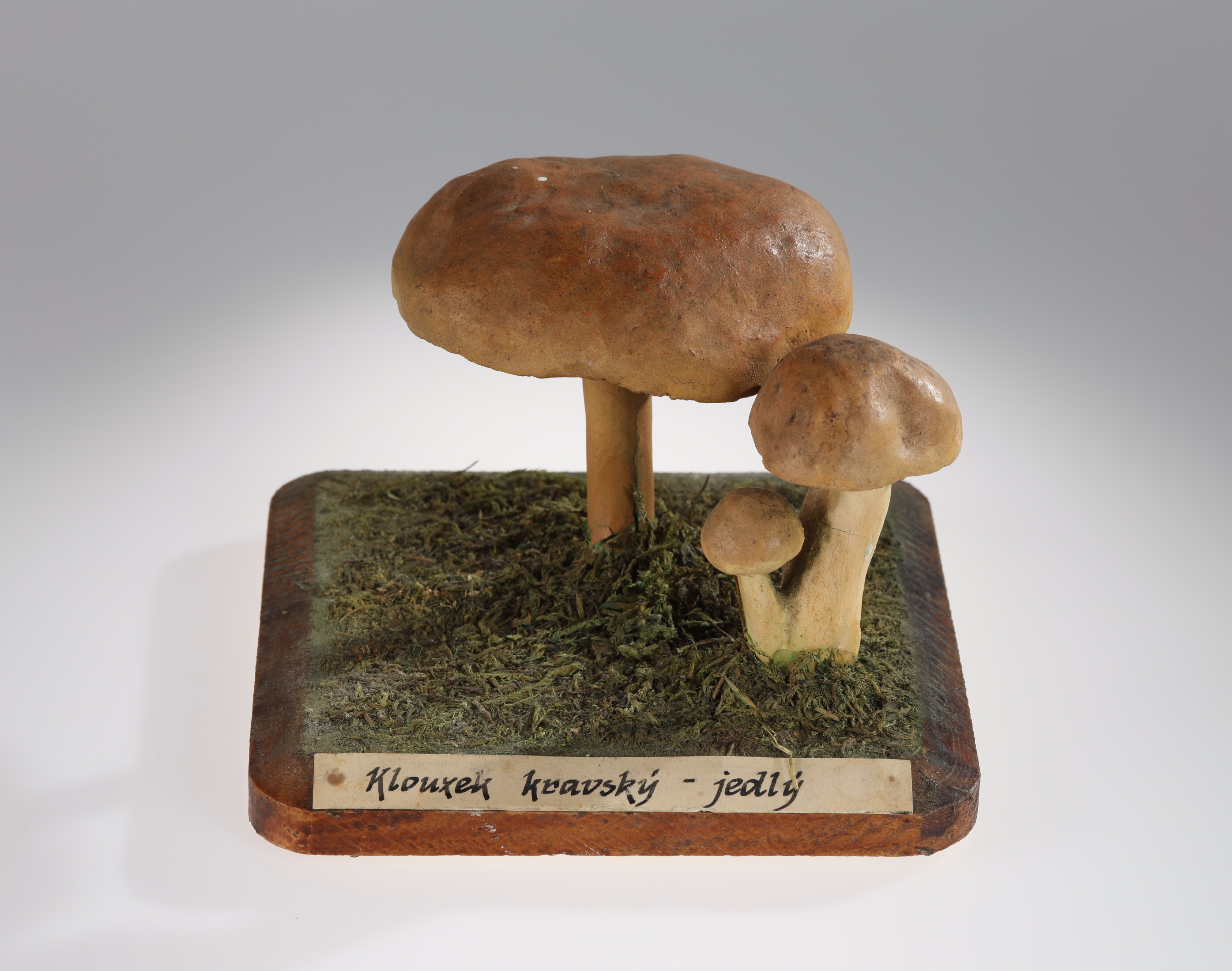 Náhledový obrázek Suillus bovinus (sádrový model) - 1