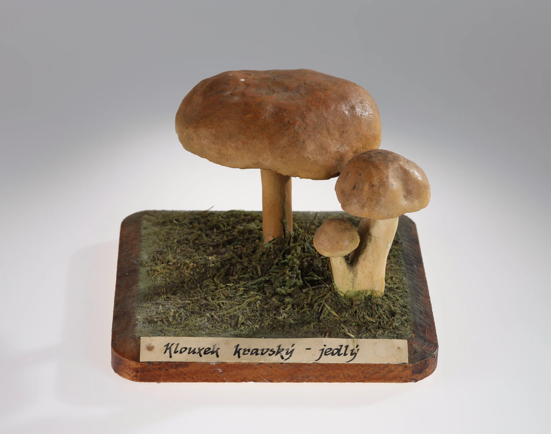 Náhledový obrázek předmětu Suillus bovinus (sádrový model)