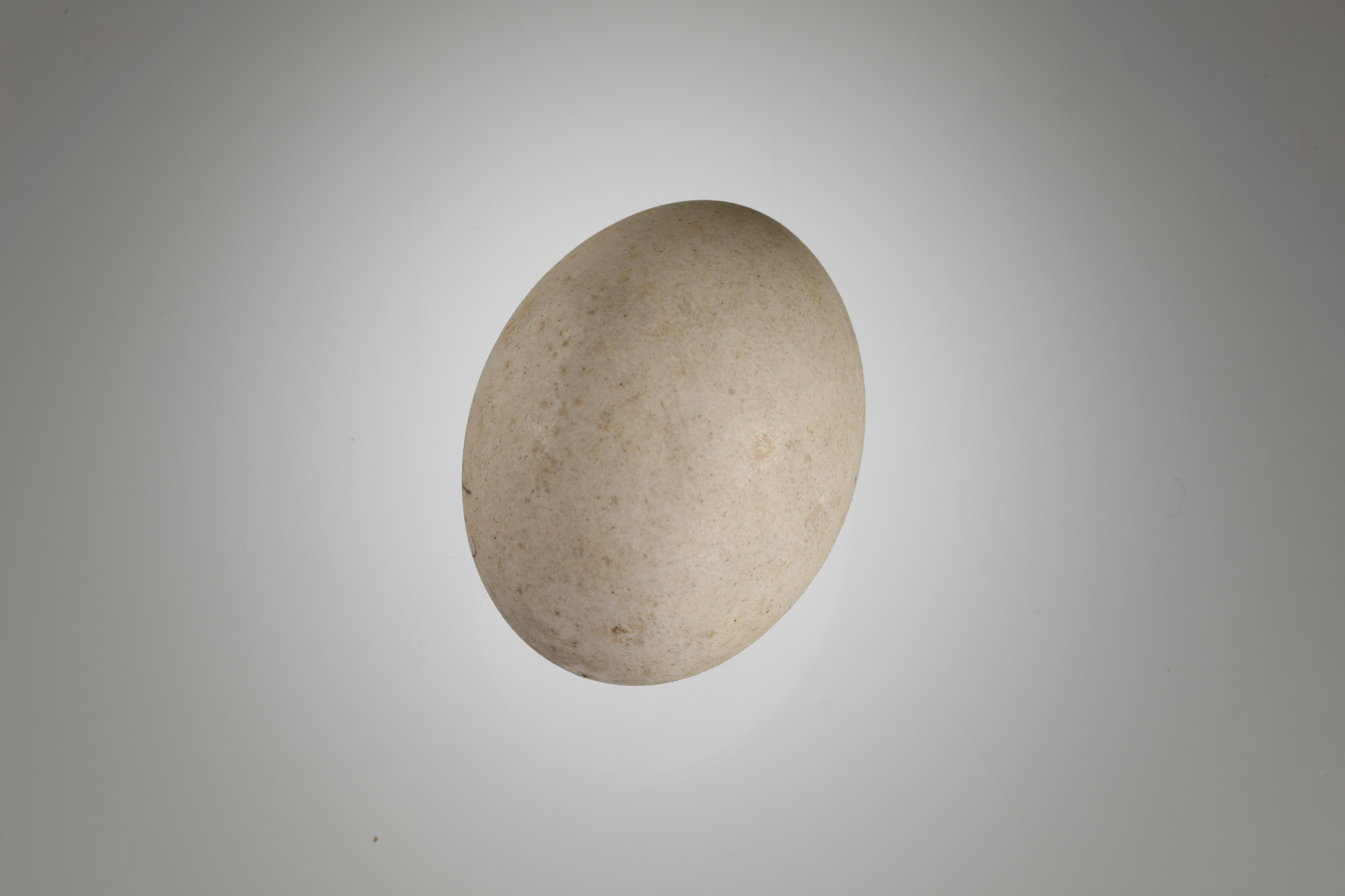 Náhledový obrázek Columba palumbus (vejce) - 1