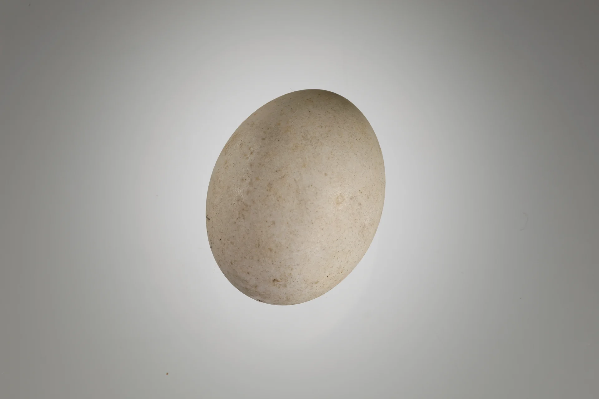 Náhledový obrázek předmětu Columba palumbus (vejce)