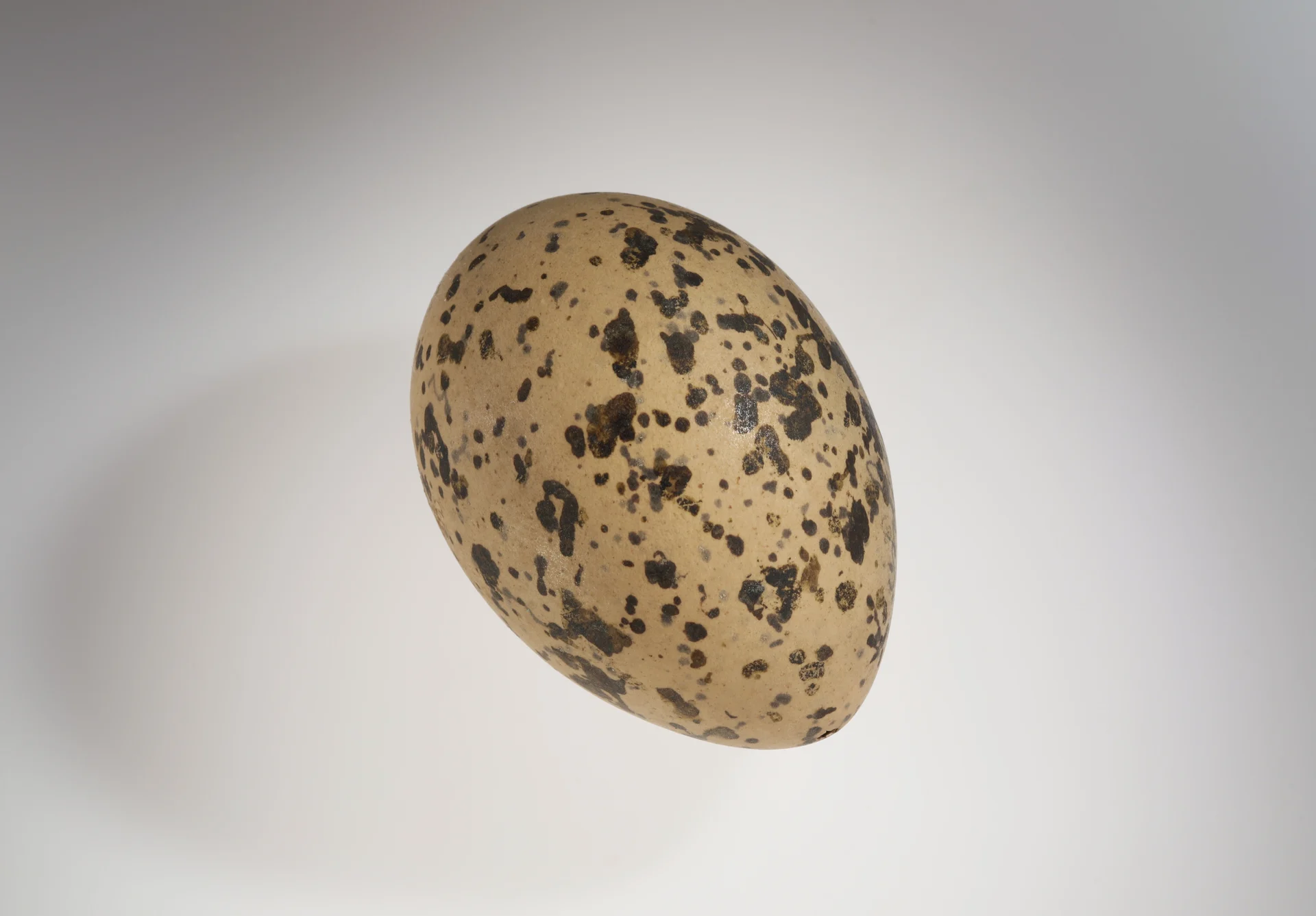 Náhledový obrázek předmětu Haematopus ostralegus (vejce)