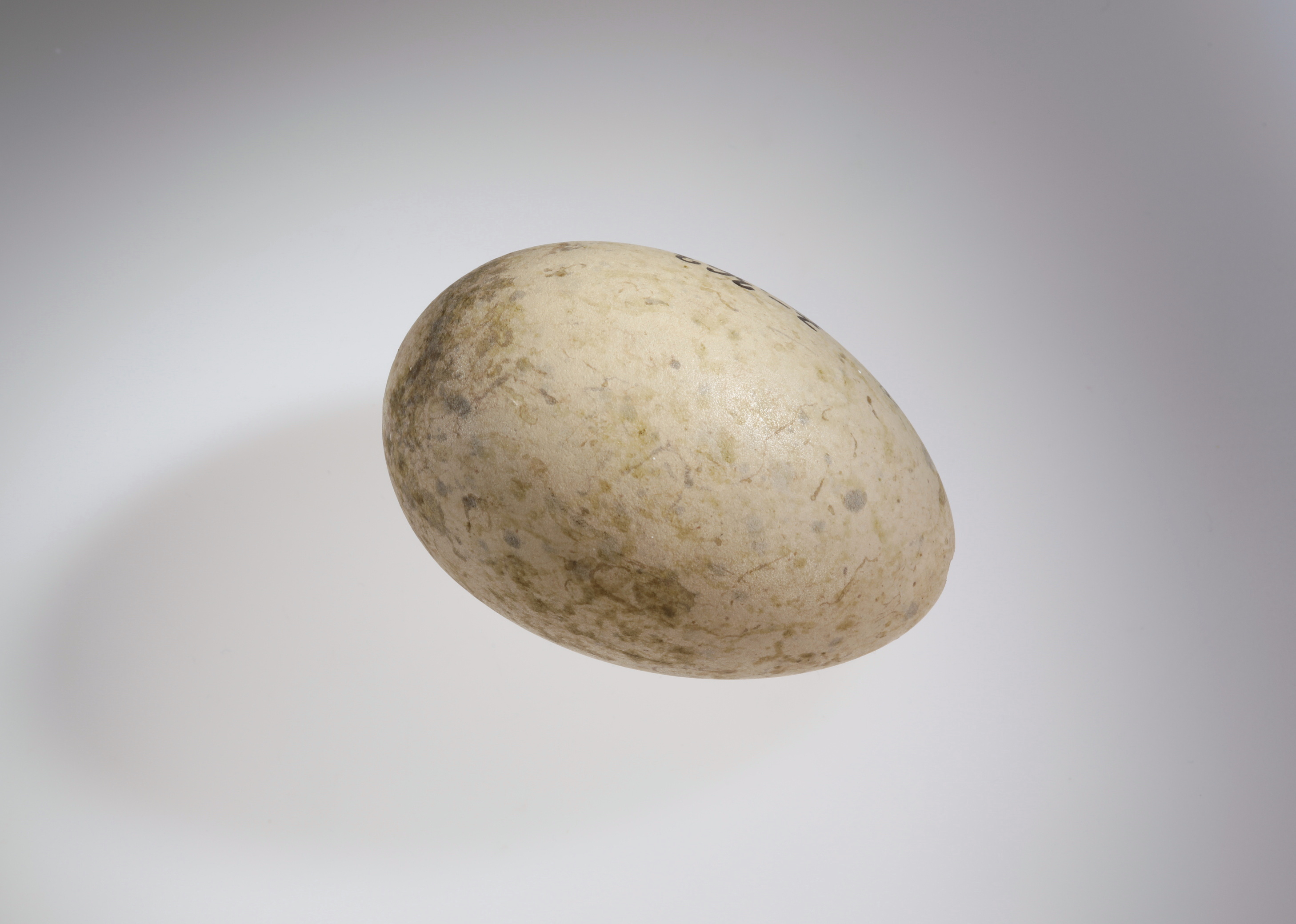 Náhledový obrázek Burhinus oedicnemus (vejce) - 3