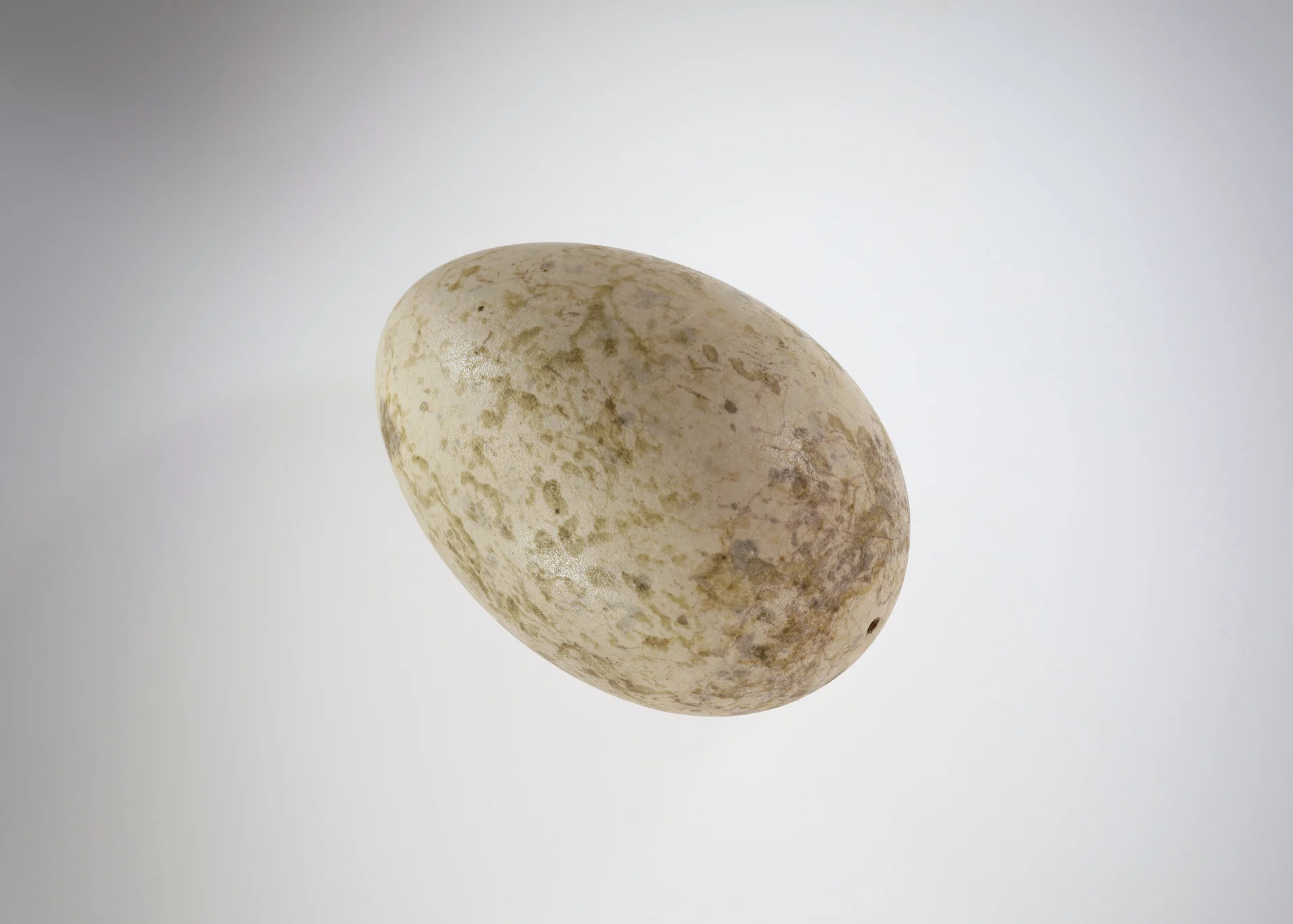 Náhledový obrázek předmětu Burhinus oedicnemus (vejce)