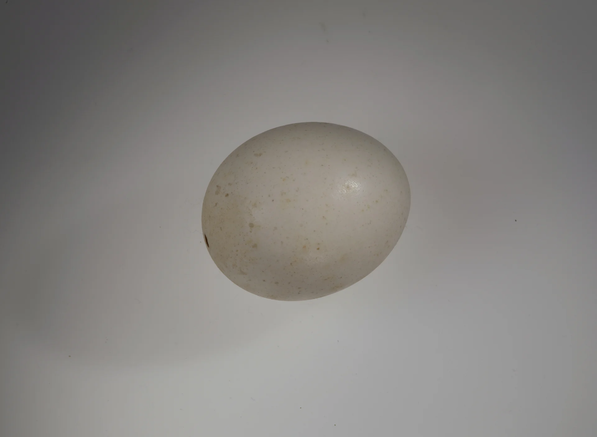 Náhledový obrázek předmětu Coracias garrulus (vejce)