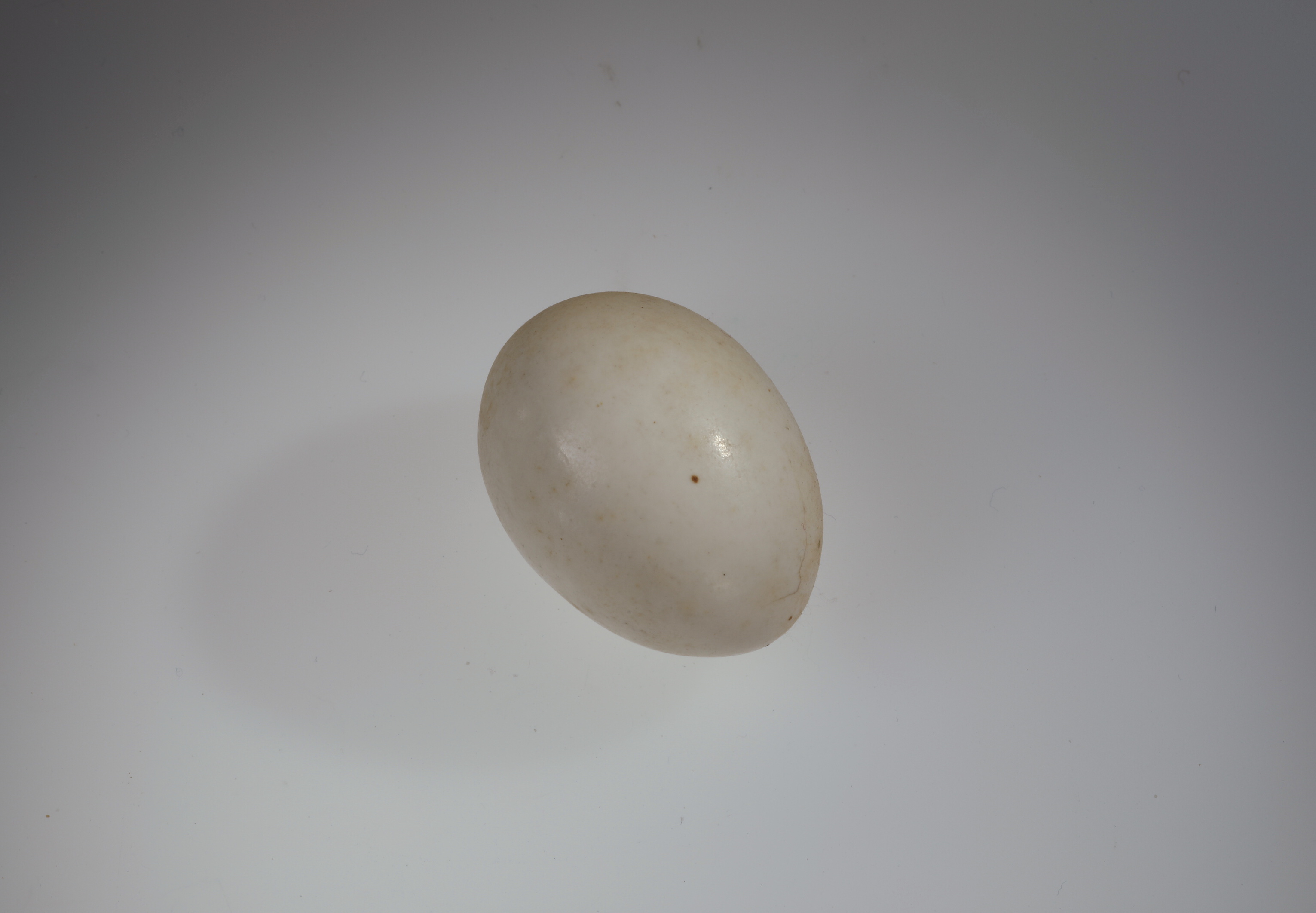 Náhledový obrázek Picus viridis (vejce) - 1