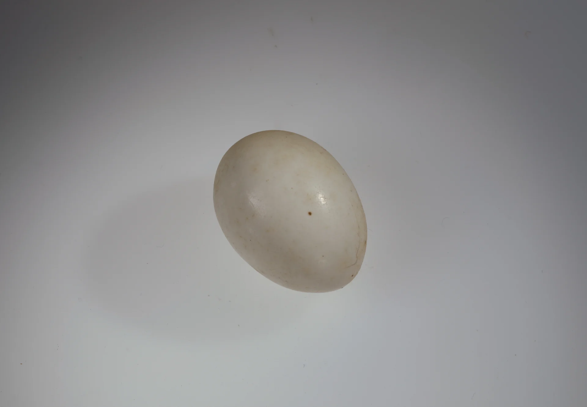 Náhledový obrázek předmětu Picus viridis (vejce)