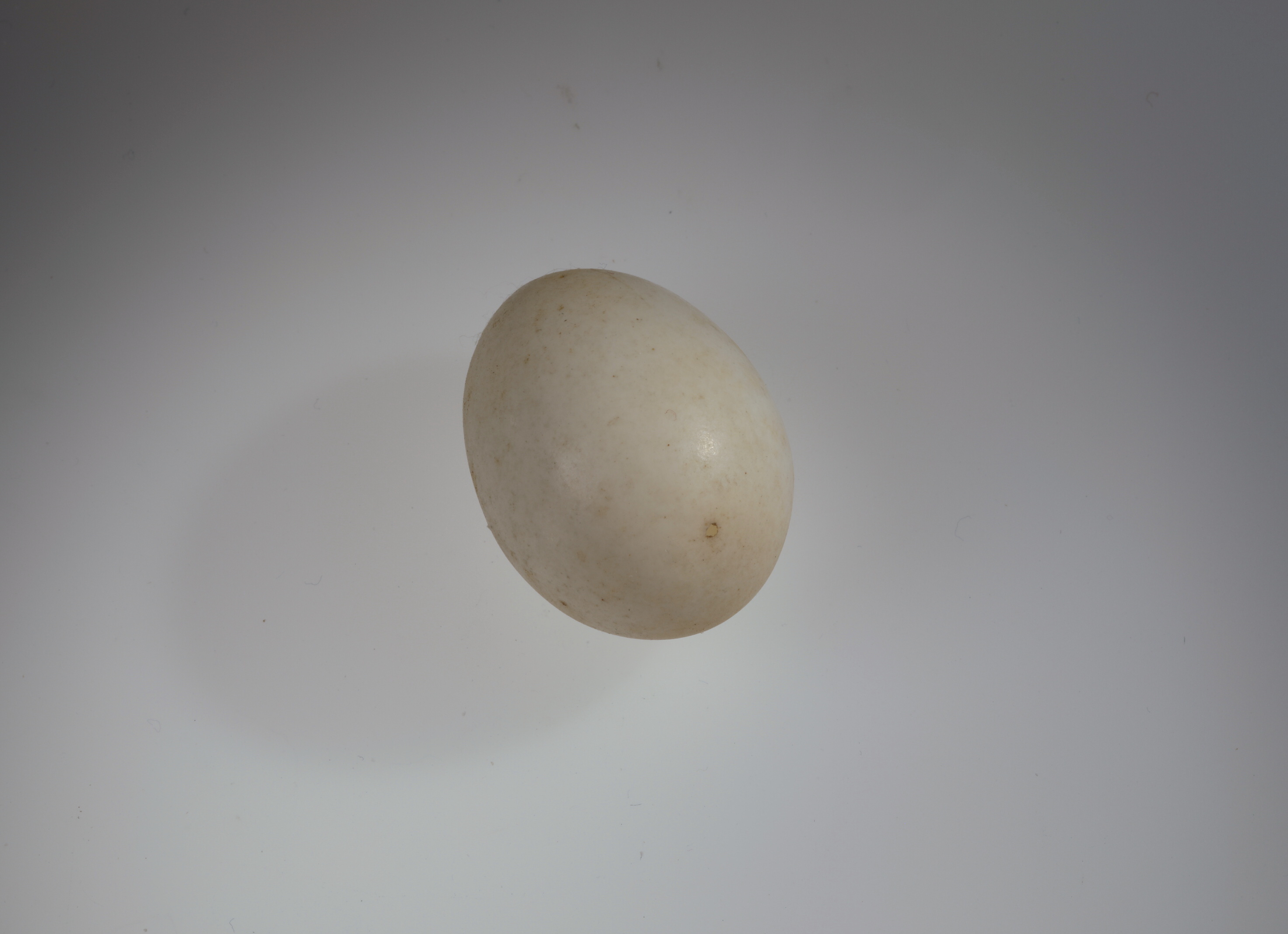 Náhledový obrázek Picus viridis (vejce) - 2