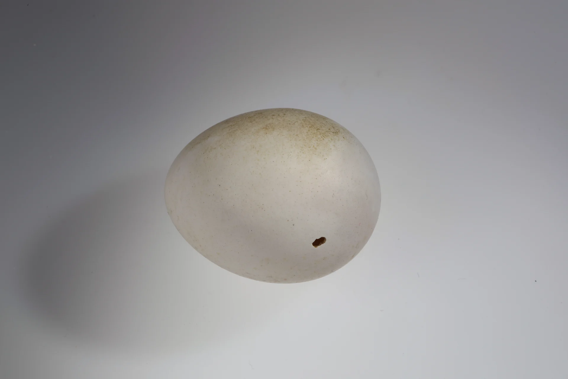 Náhledový obrázek předmětu Falco subbuteo (vejce)
