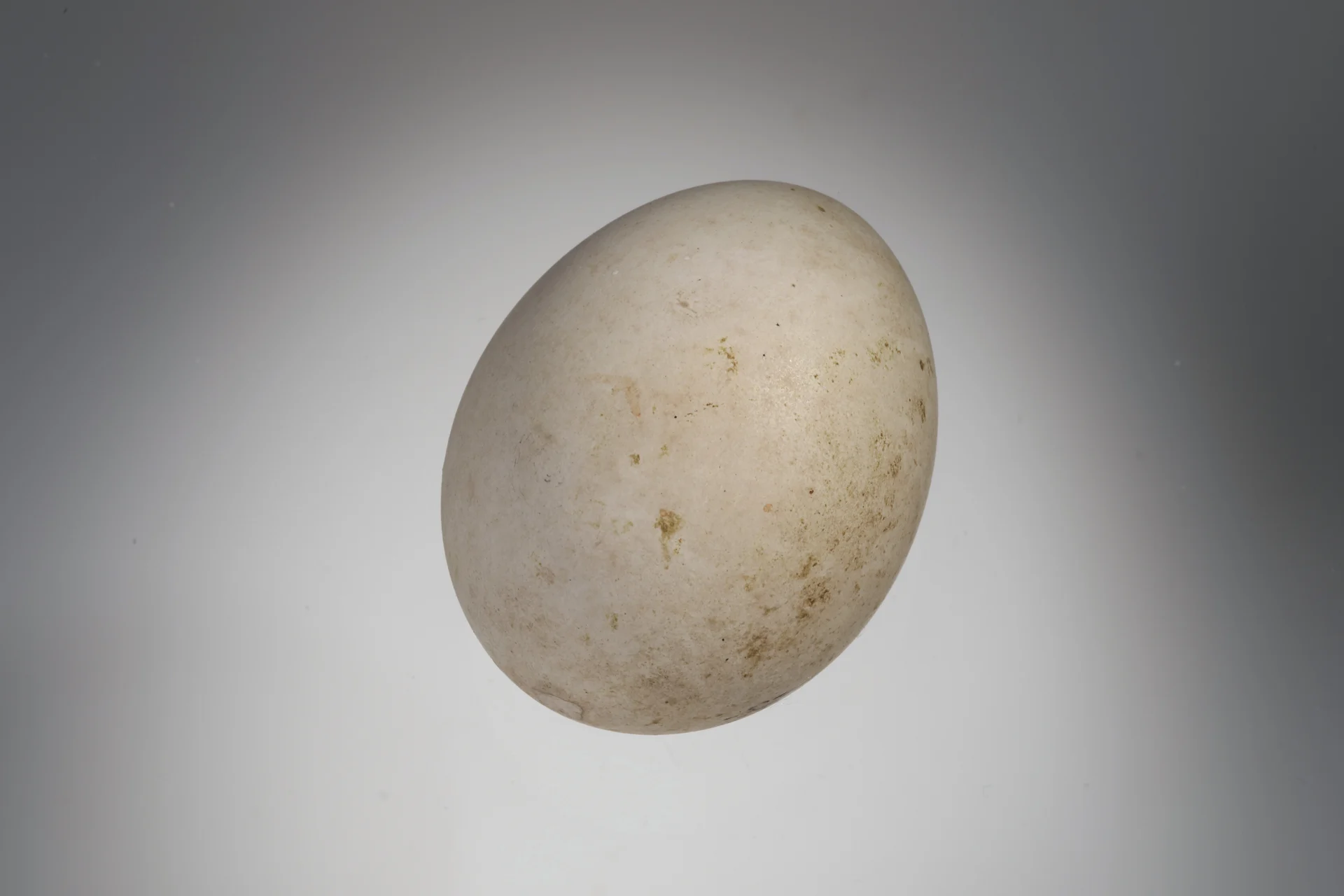 Náhledový obrázek předmětu Buteo buteo (vejce)