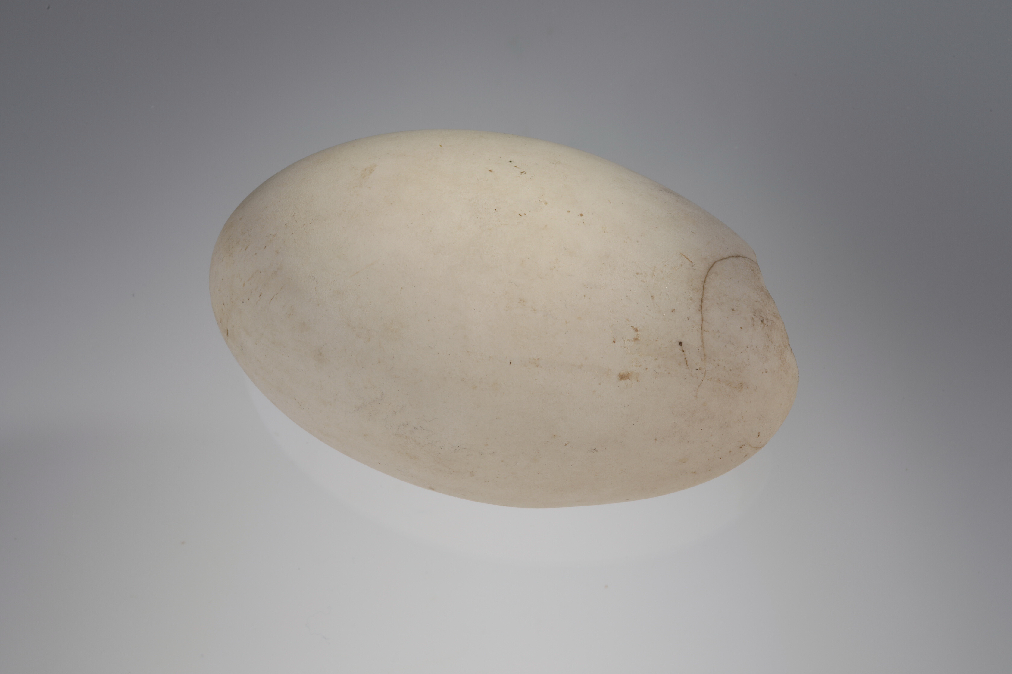 Náhledový obrázek Pelecanus onocrotalus (vejce) - 1