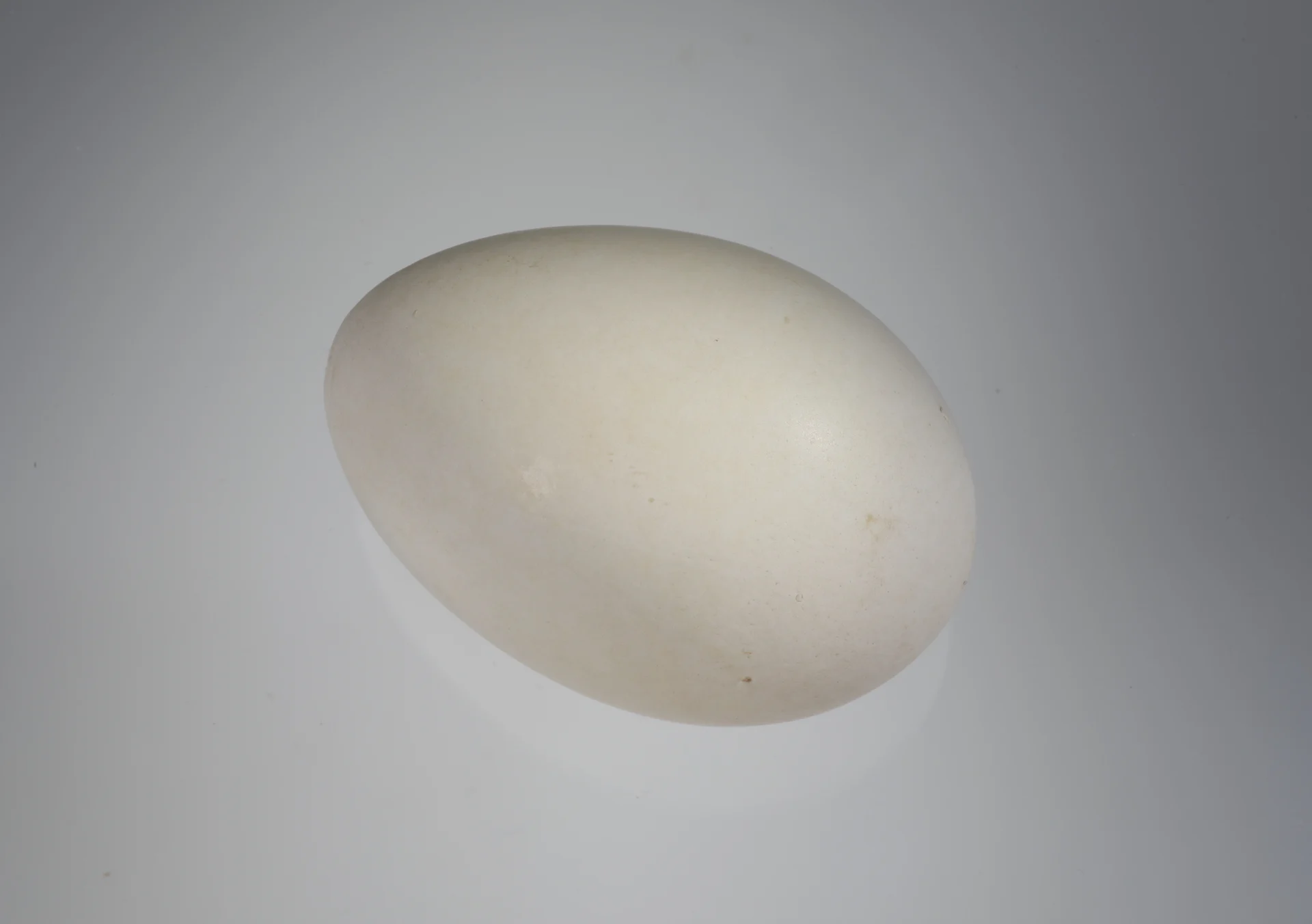 Náhledový obrázek předmětu Ciconia nigra (vejce)