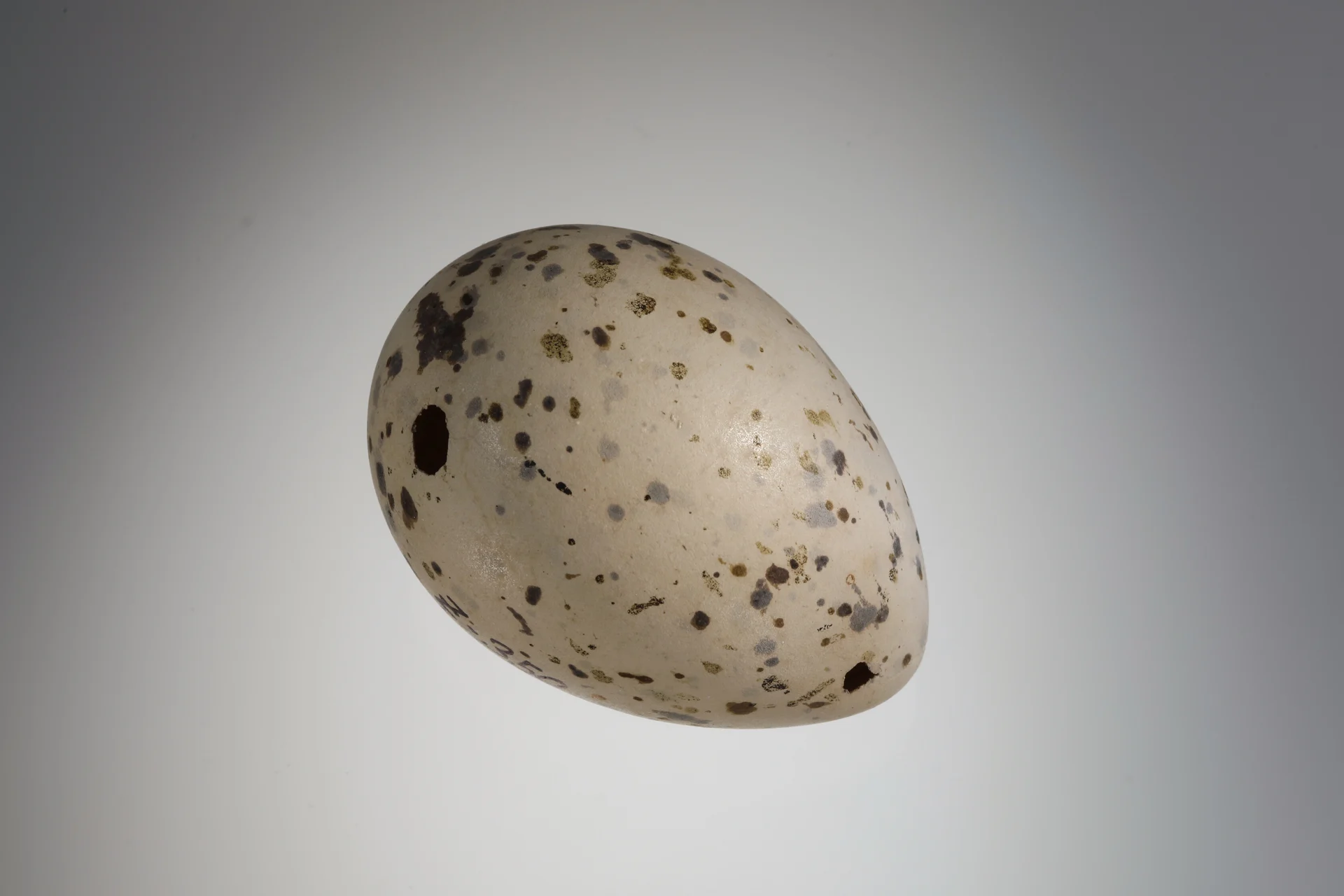 Náhledový obrázek předmětu Sterna caspia (vejce)
