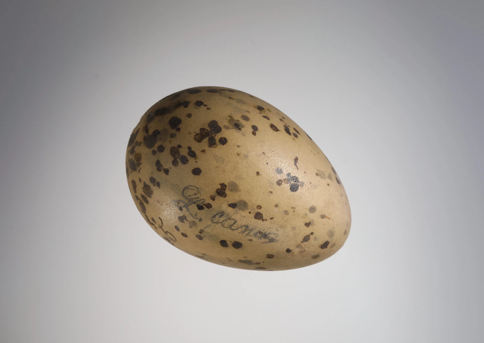 Náhledový obrázek předmětu Larus canus (vejce)