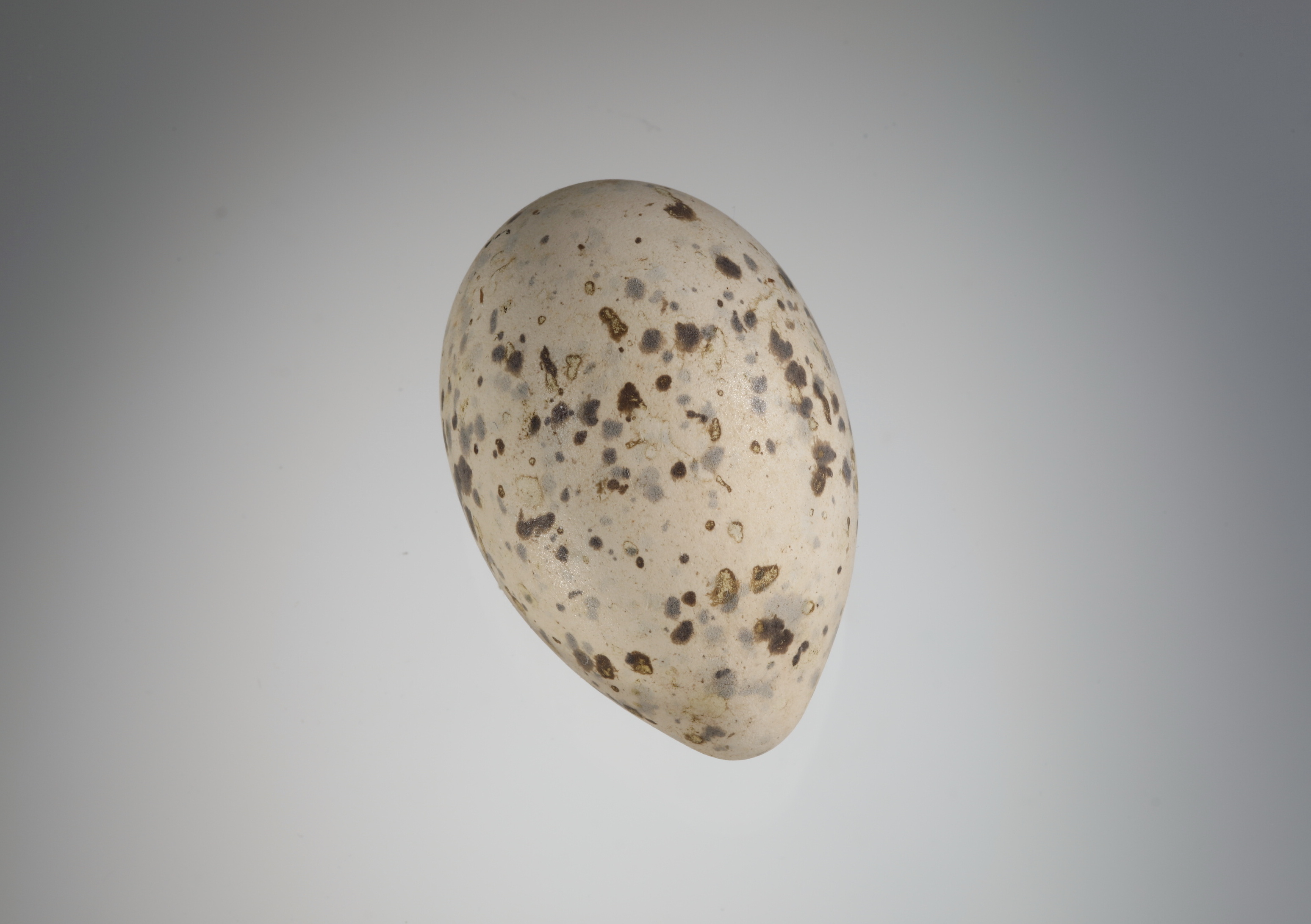 Náhledový obrázek Ichthyaetus melanocephalus (vejce) - 2