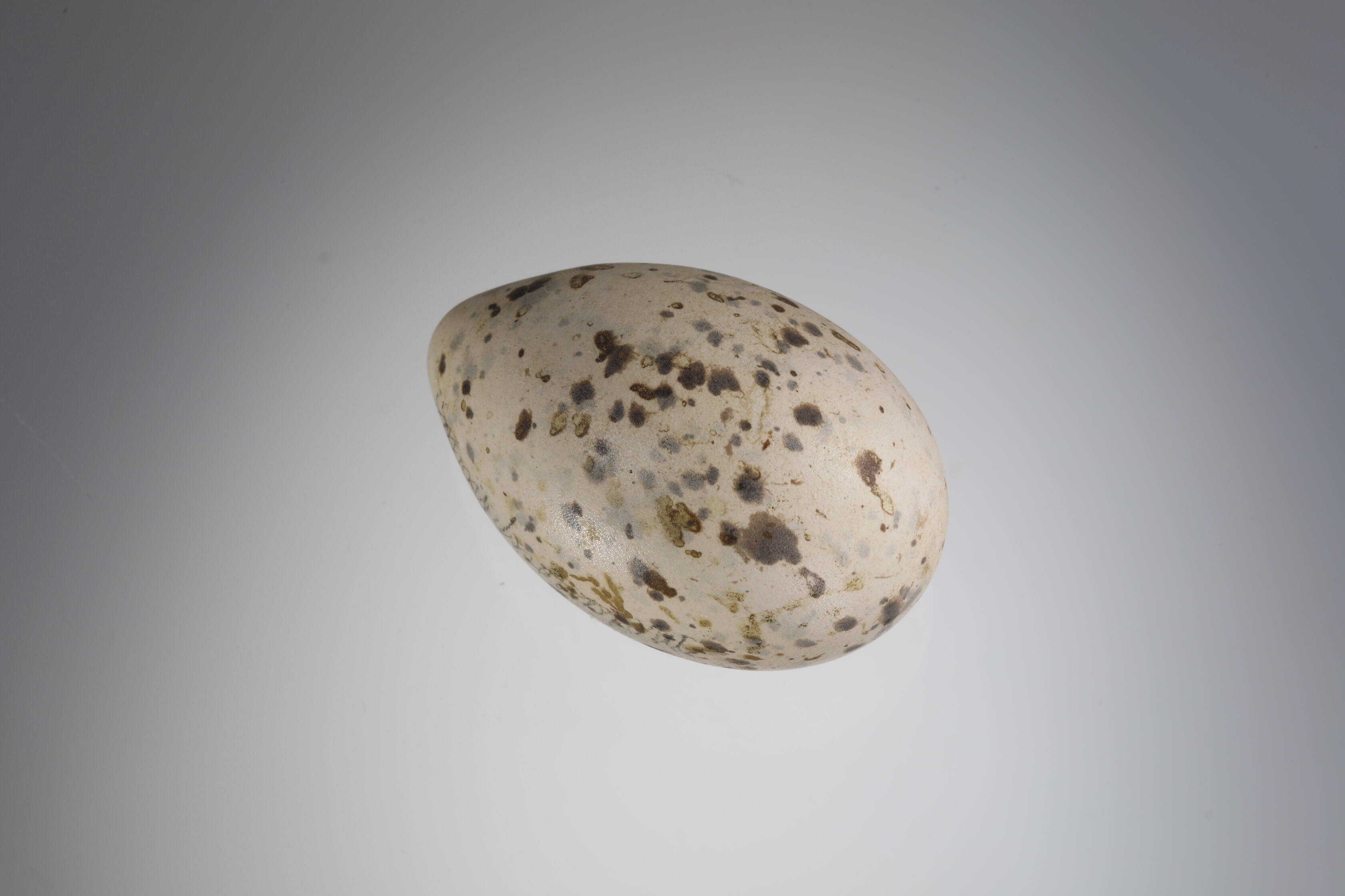 Náhledový obrázek Ichthyaetus melanocephalus (vejce) - 3