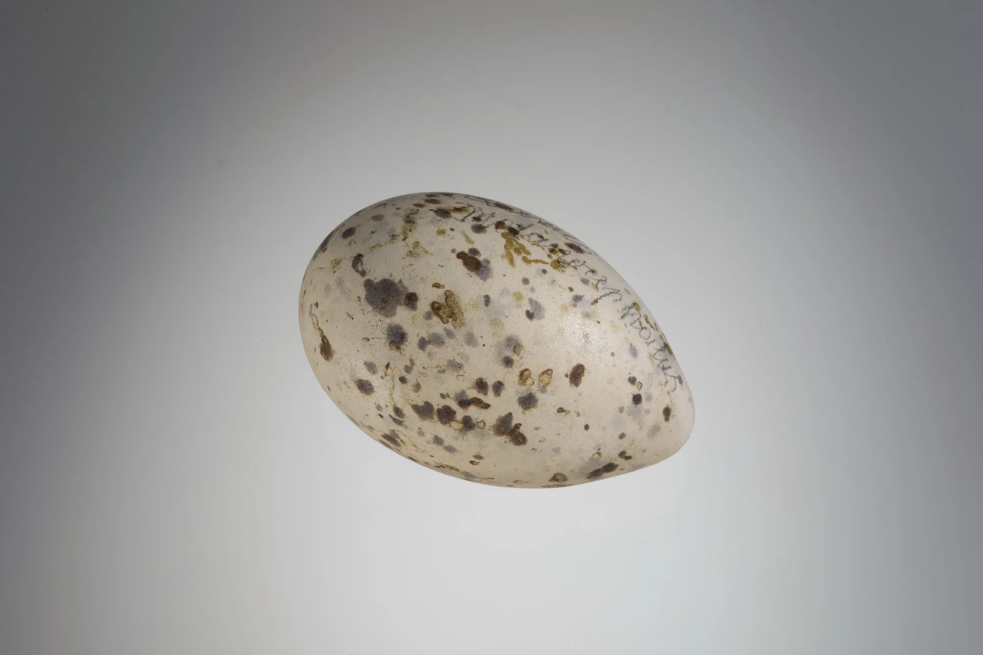 Náhledový obrázek předmětu Ichthyaetus melanocephalus (vejce)