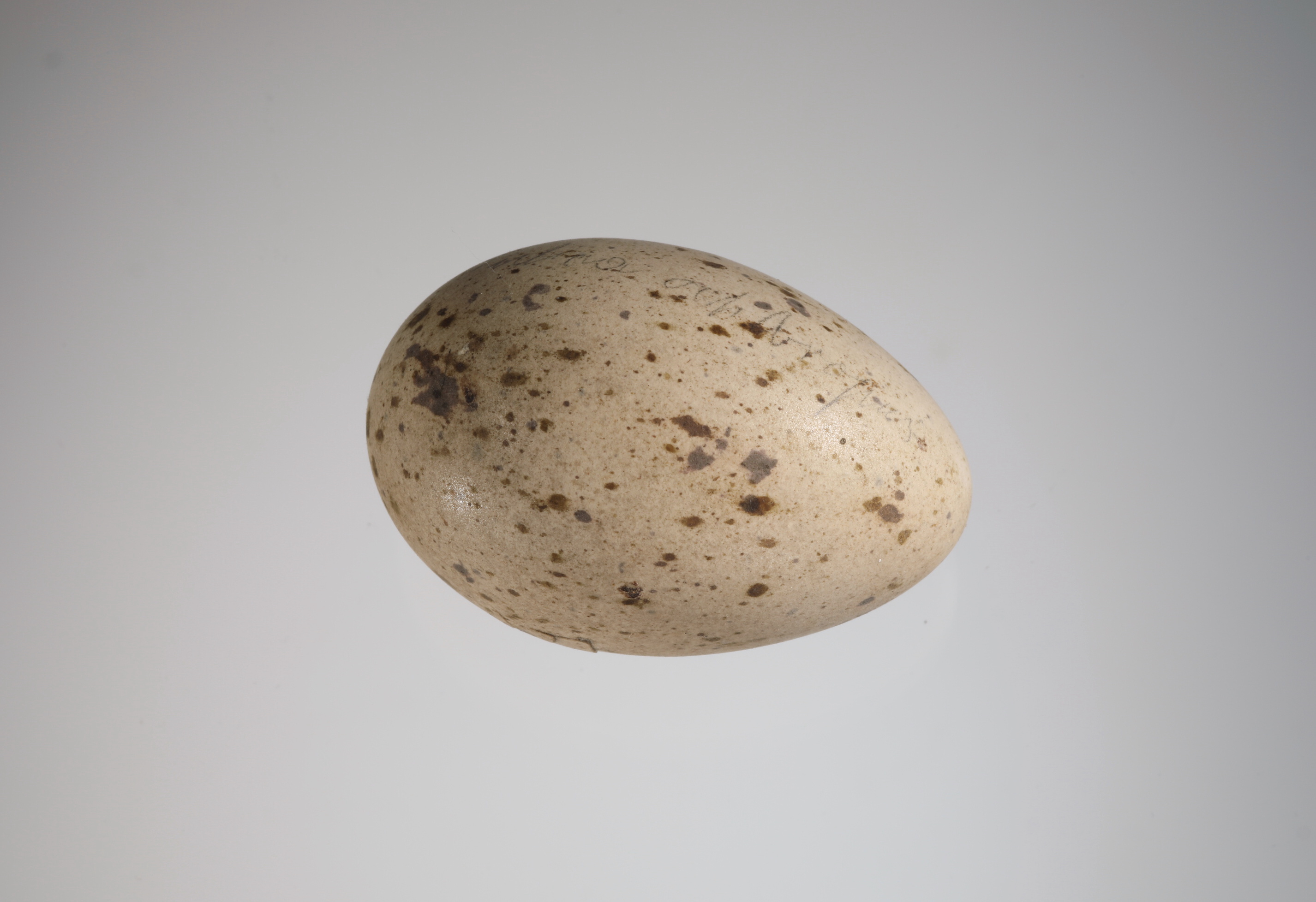 Náhledový obrázek Gallinula chloropus (vejce) - 1