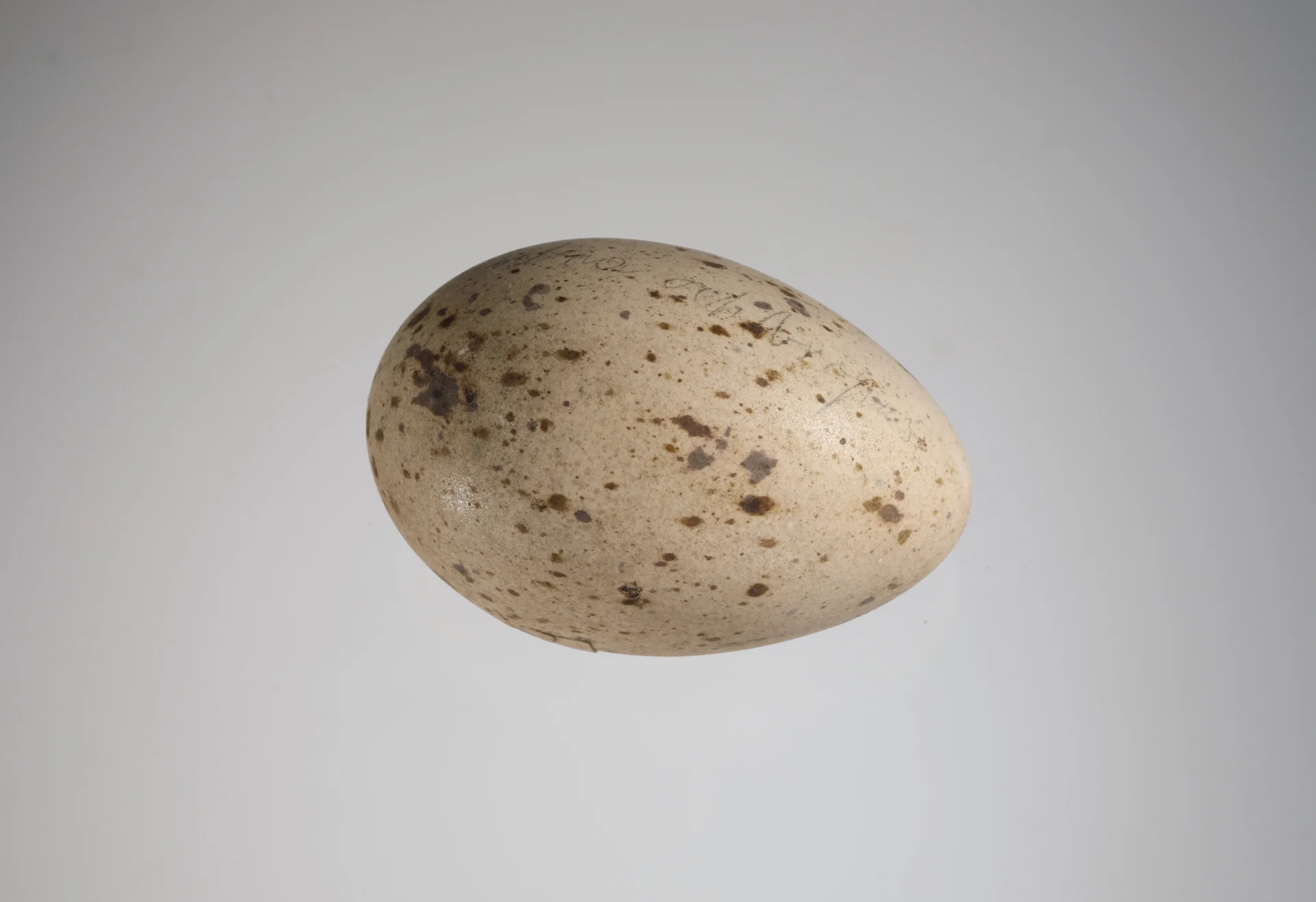 Náhledový obrázek předmětu Gallinula chloropus (vejce)