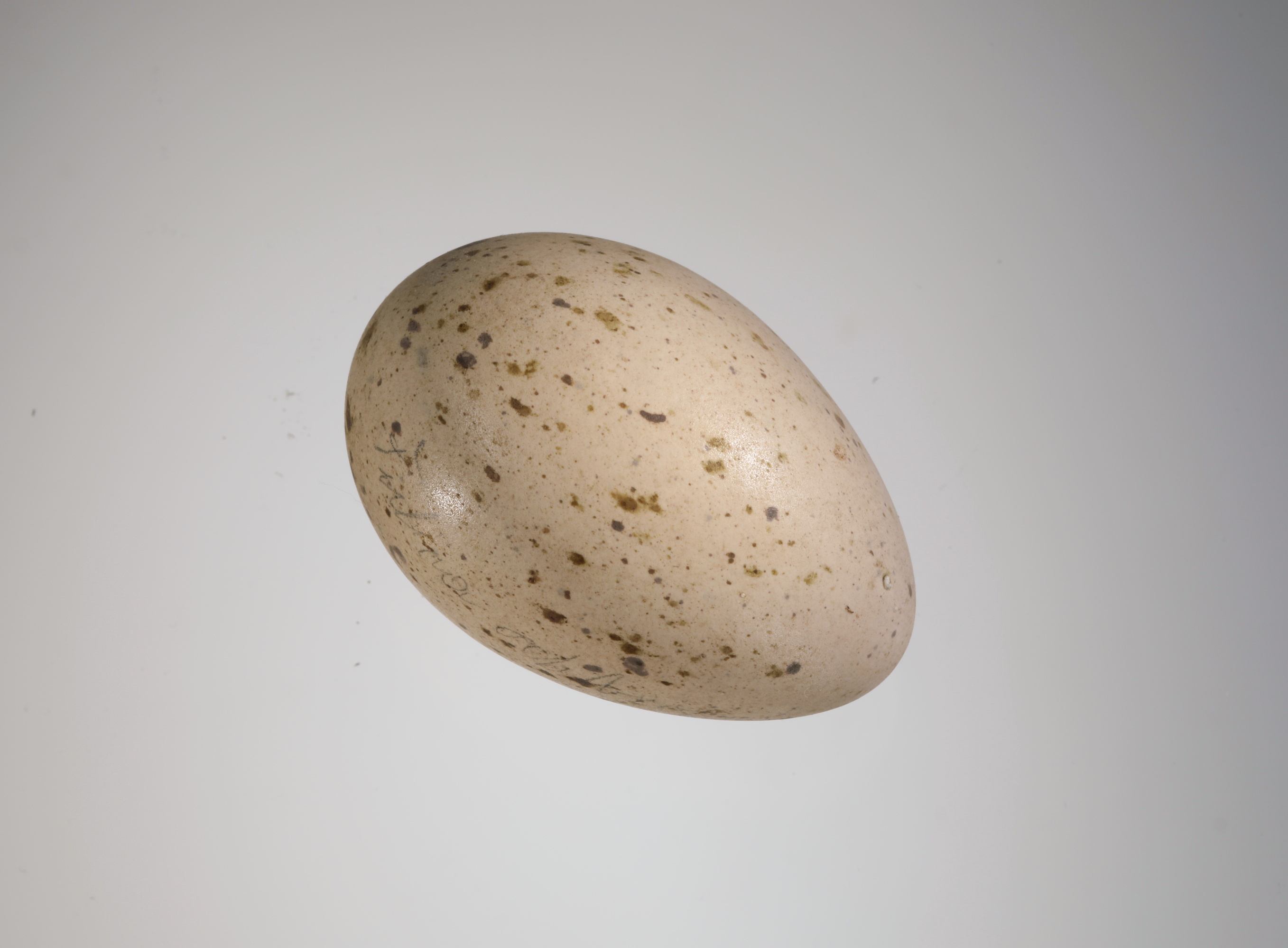 Náhledový obrázek Gallinula chloropus (vejce) - 3