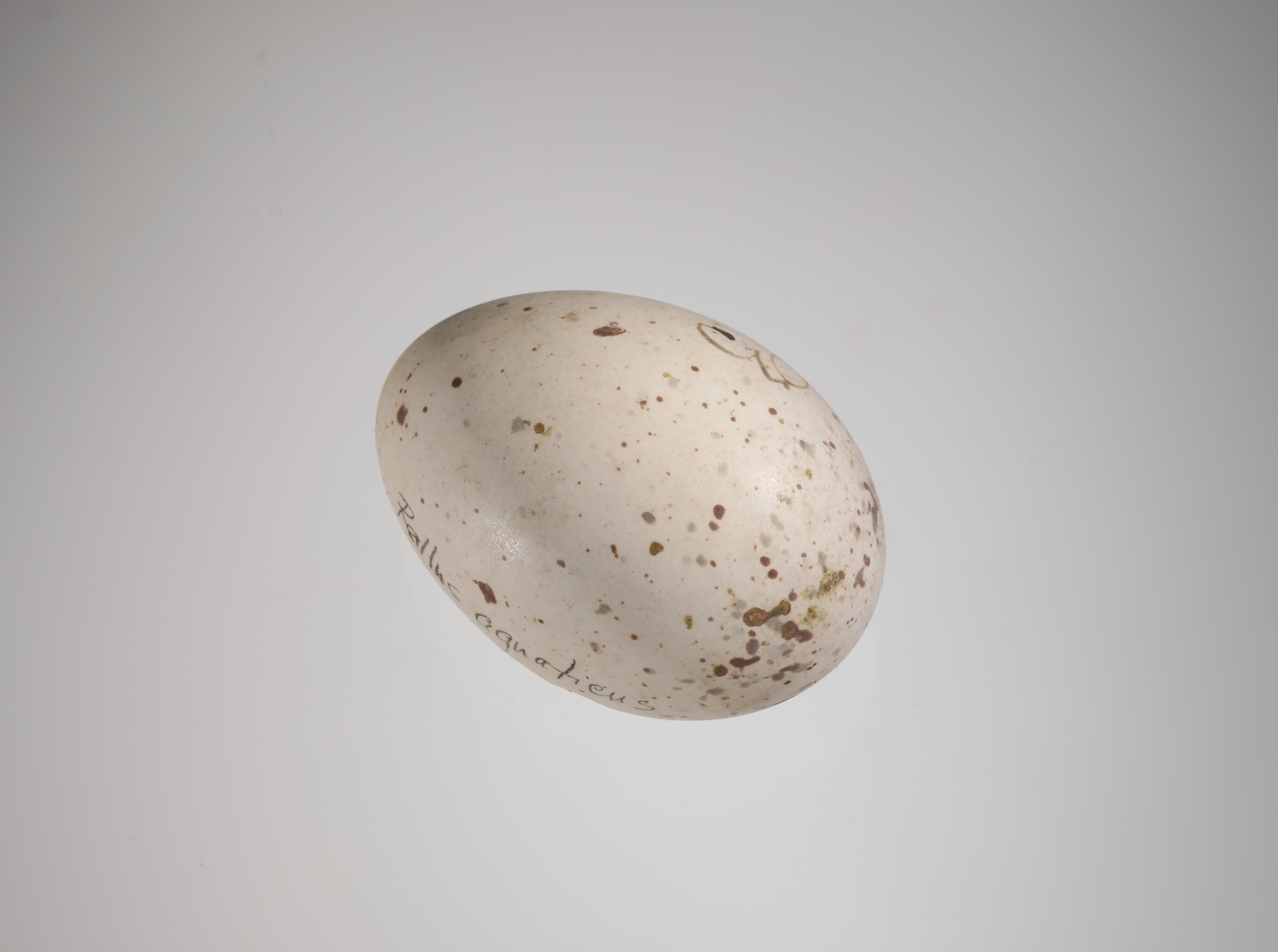 Náhledový obrázek Rallus aquaticus (vejce) - 1