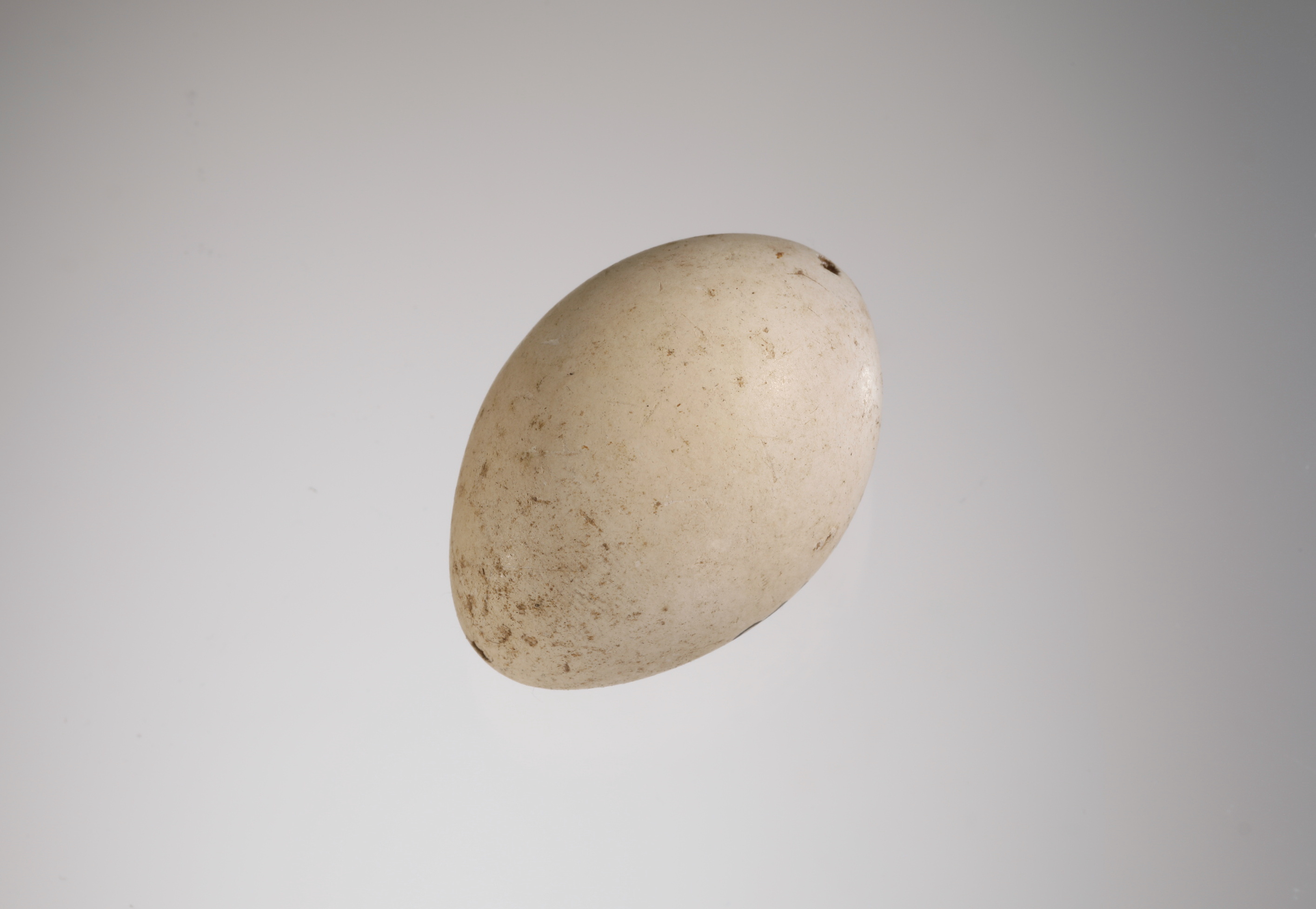 Náhledový obrázek Tachybaptus ruficollis (vejce) - 1