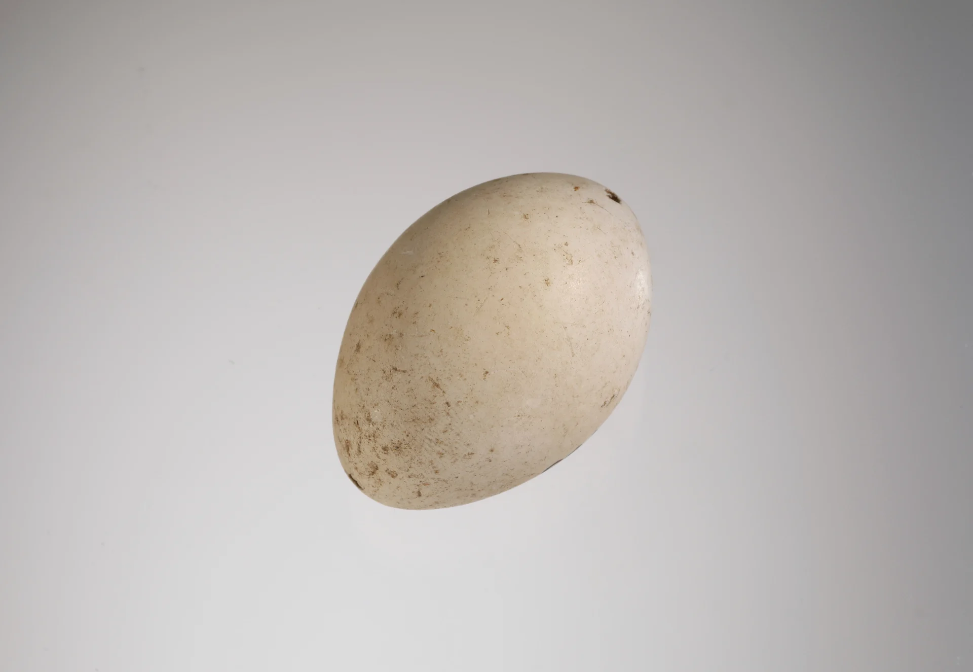 Náhledový obrázek předmětu Tachybaptus ruficollis (vejce)