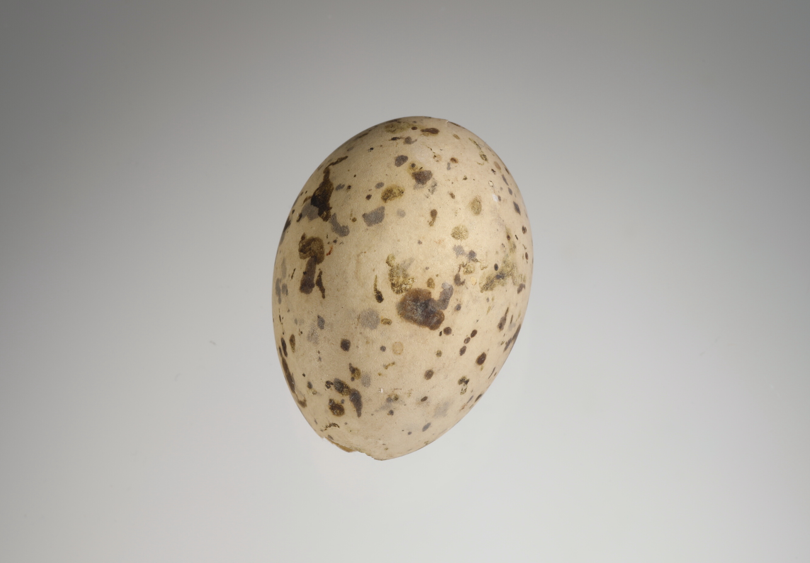 Náhledový obrázek Sternula albifrons (vejce) - 2