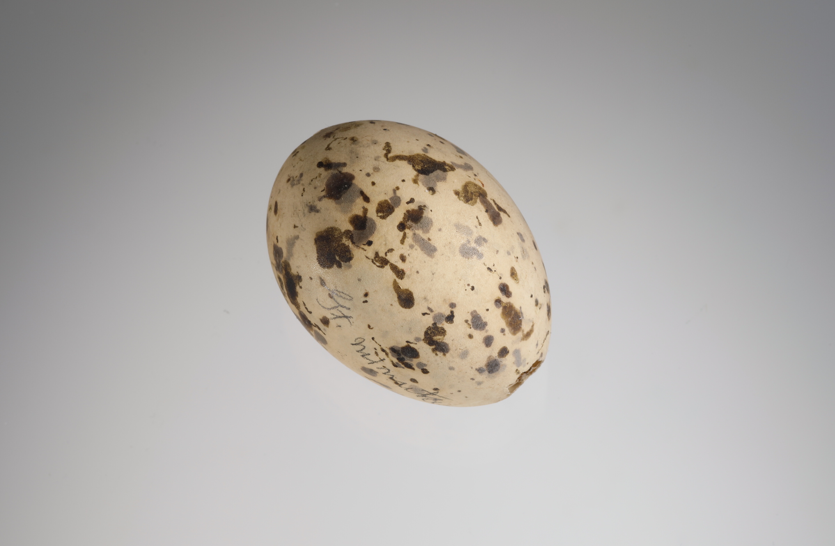 Náhledový obrázek Sternula albifrons (vejce) - 1