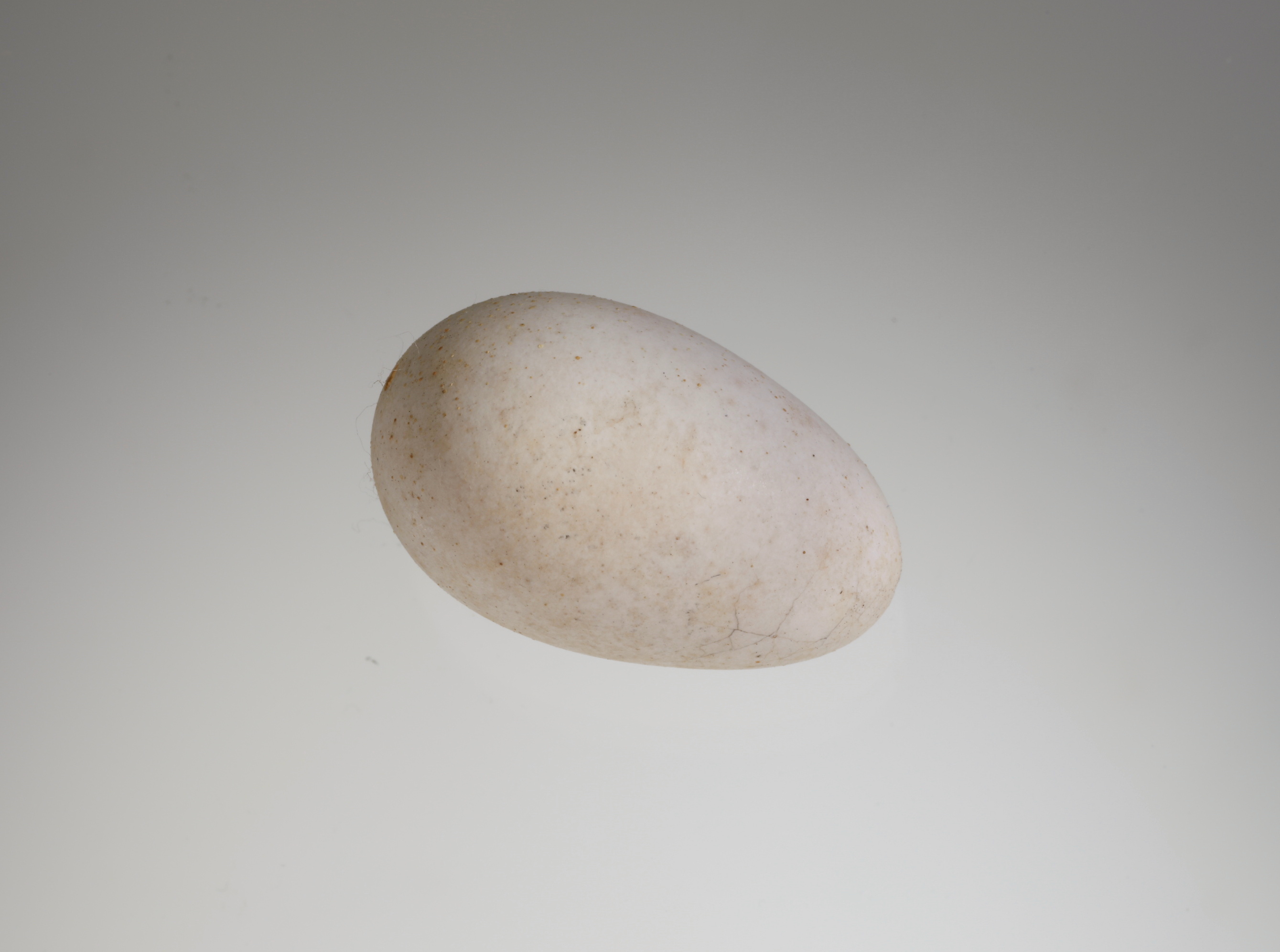 Náhledový obrázek Apus apus (vejce) - 1
