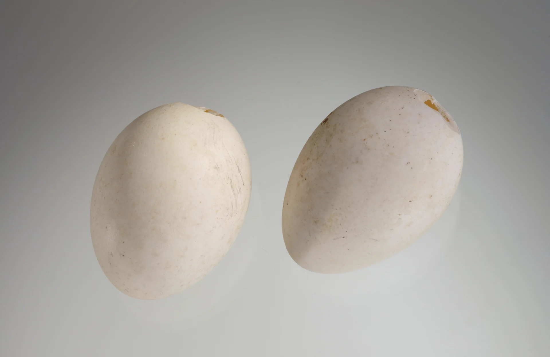 Náhledový obrázek předmětu Streptopelia roseogrisea (vejce)