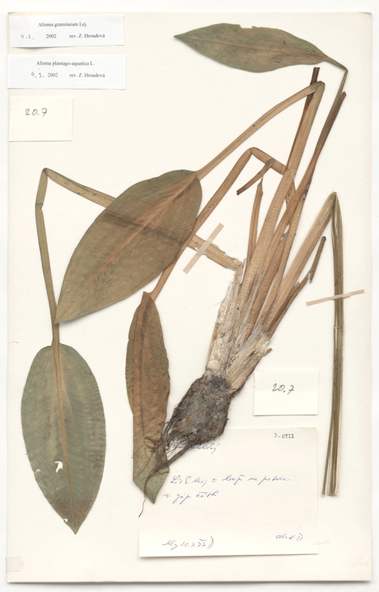 Náhledový obrázek Alisma plantago aquatica L. - 1