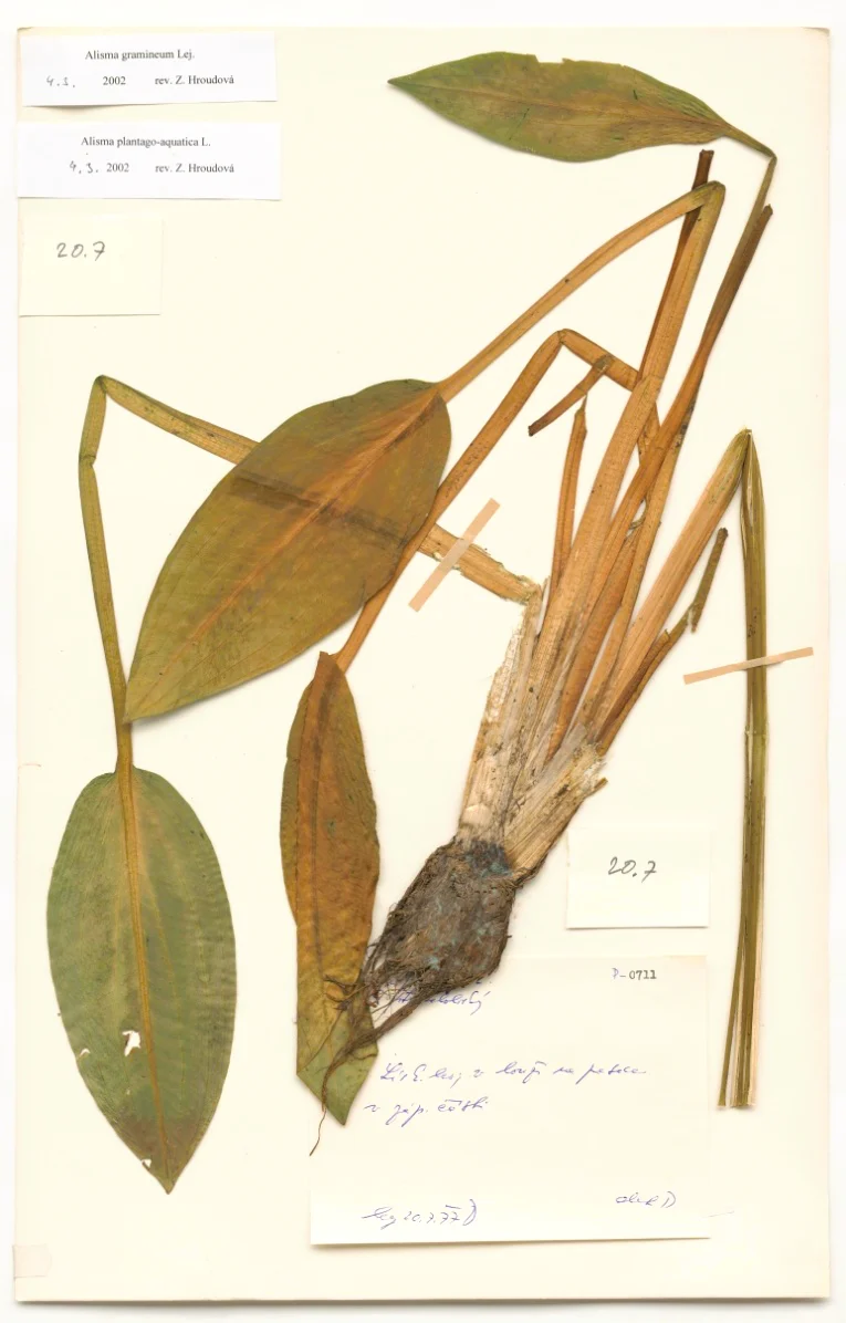 Náhledový obrázek předmětu Alisma plantago aquatica L.
