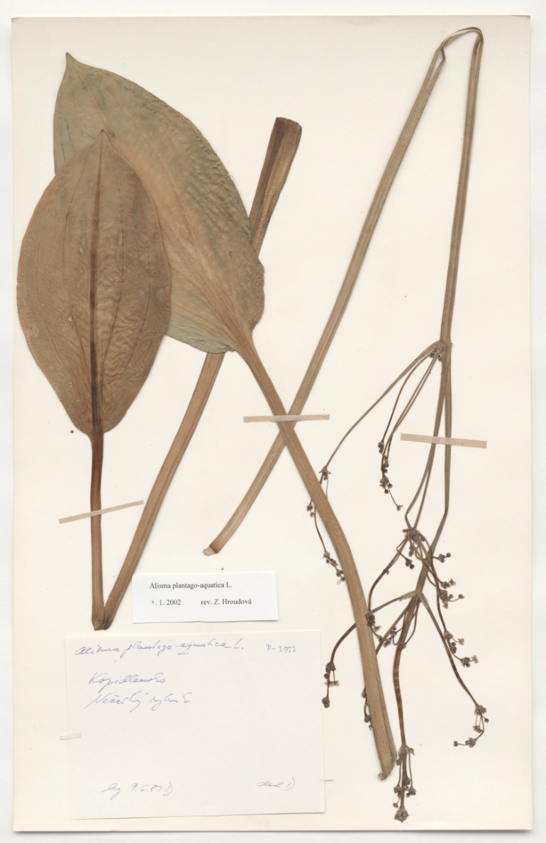Náhledový obrázek Alisma plantago aquatica L. - 1