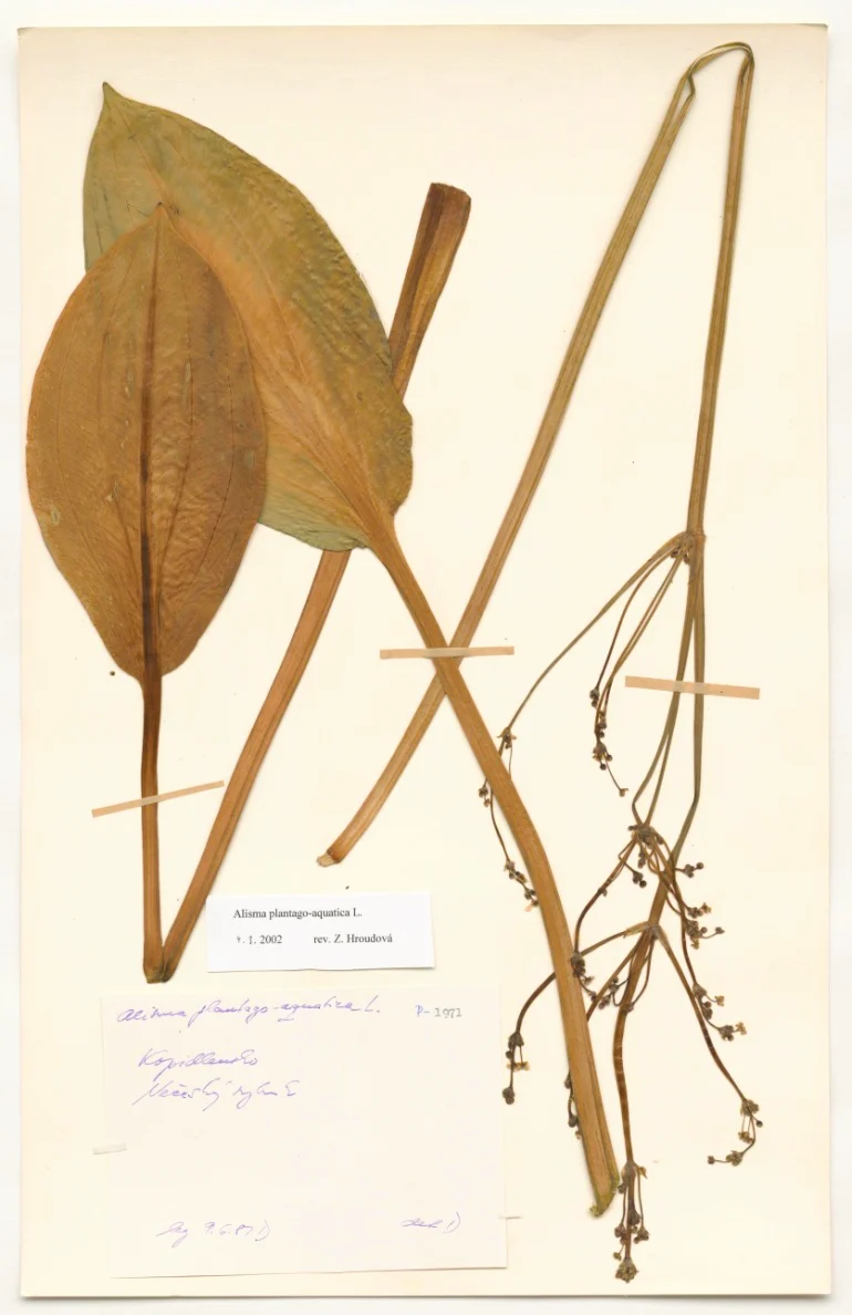 Náhledový obrázek předmětu Alisma plantago aquatica L.