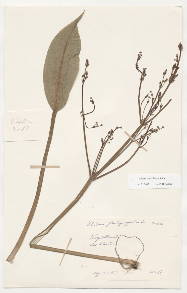 Náhledový obrázek Alisma plantago-aquatica L. - 1