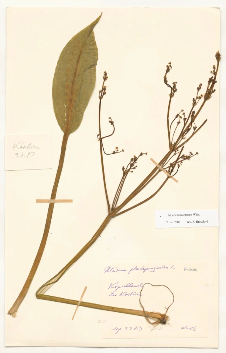Náhledový obrázek předmětu Alisma plantago-aquatica L.