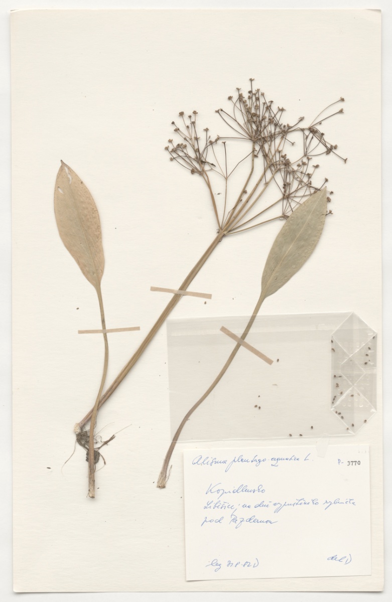 Náhledový obrázek Alisma plantago aqutatica L. - 1