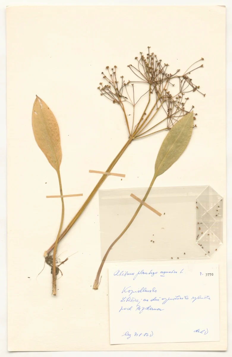 Náhledový obrázek předmětu Alisma plantago aqutatica L.