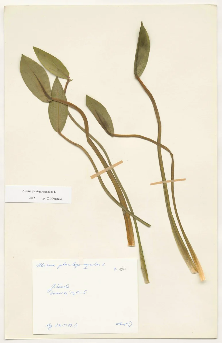Náhledový obrázek předmětu Alisma plantago aquatica L.