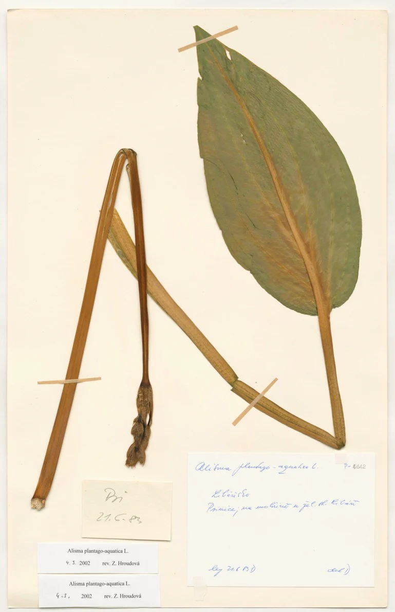 Náhledový obrázek předmětu Alisma plantago aquatica L.